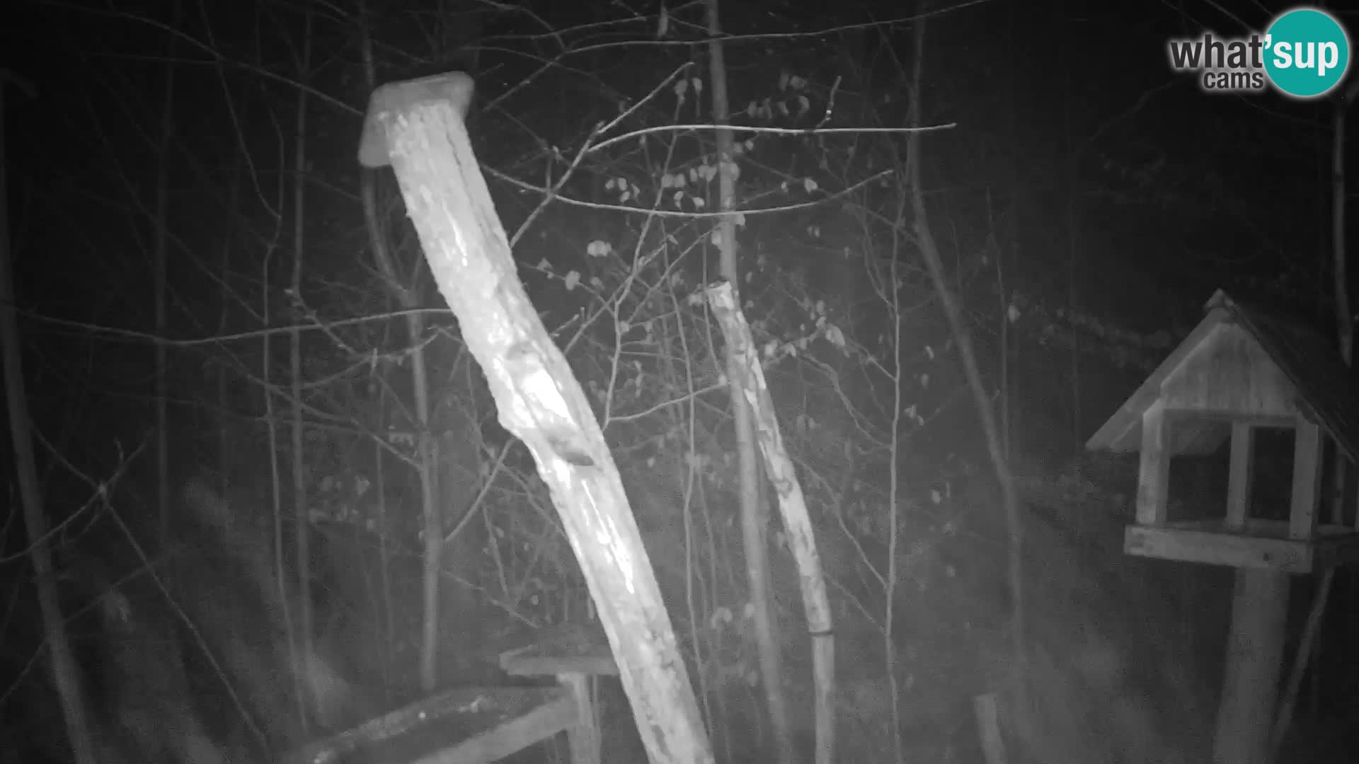 Vogelfutterhäuschen im ZOO webcam Ljubljana