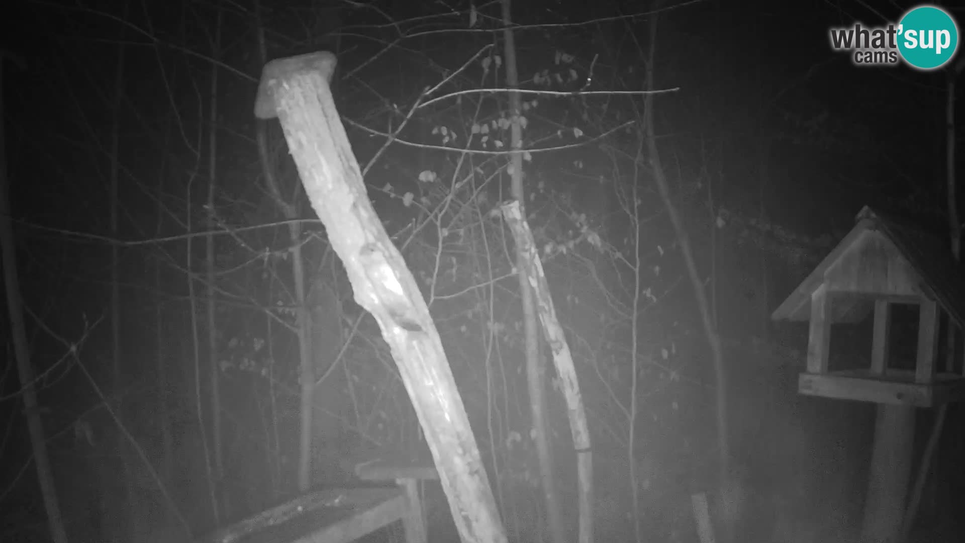 Bird feeders at ZOO Ljubljana webcam