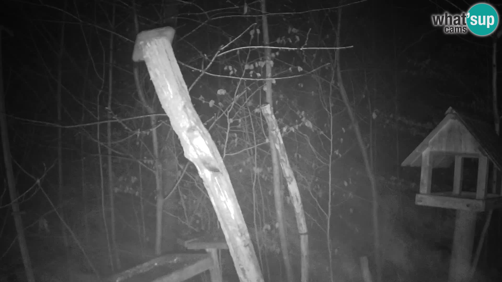 Hranilice za ptice u ZOO web kamera Ljubljana