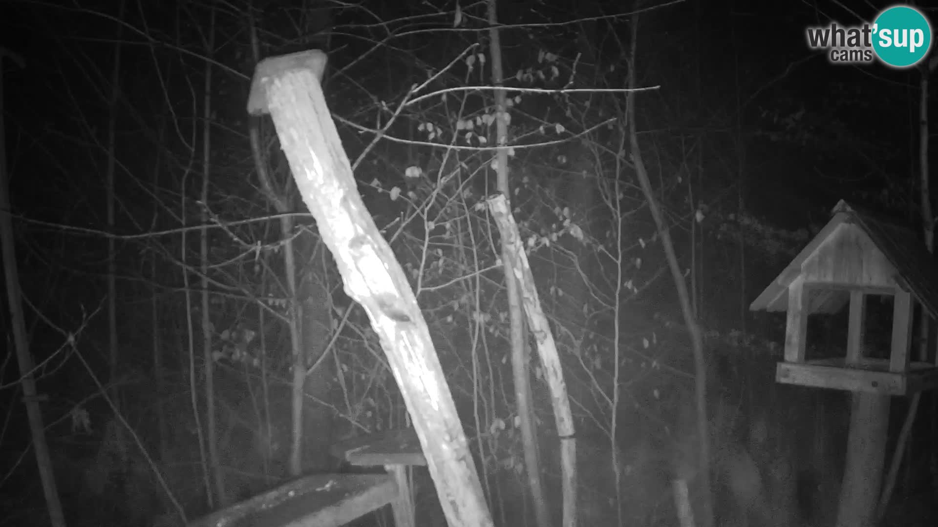 Krmilnice za ptiče v ZOO Ljubljana spletna kamera