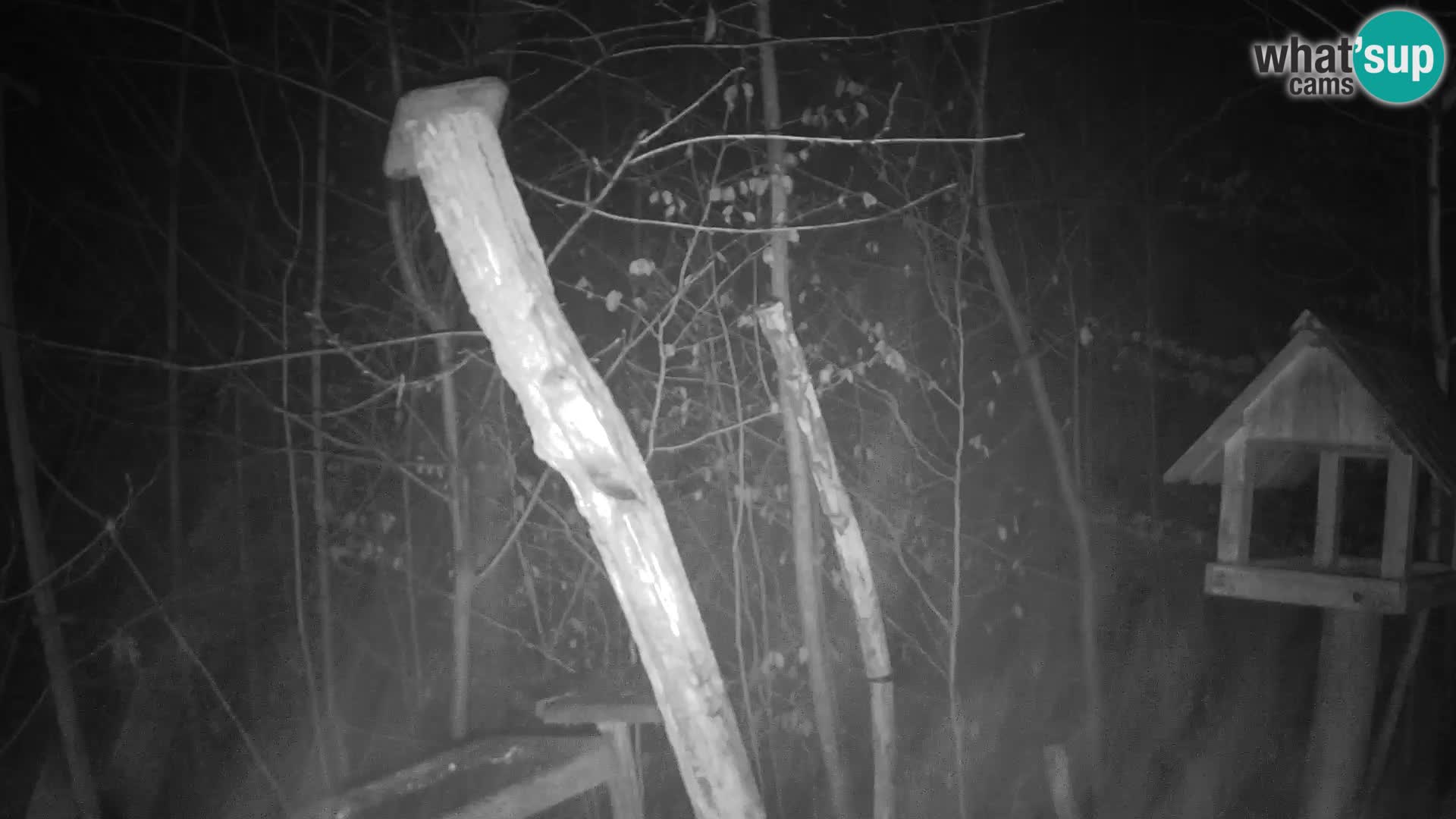 Mangeoires pour oiseaux au ZOO live webcam Ljubljana