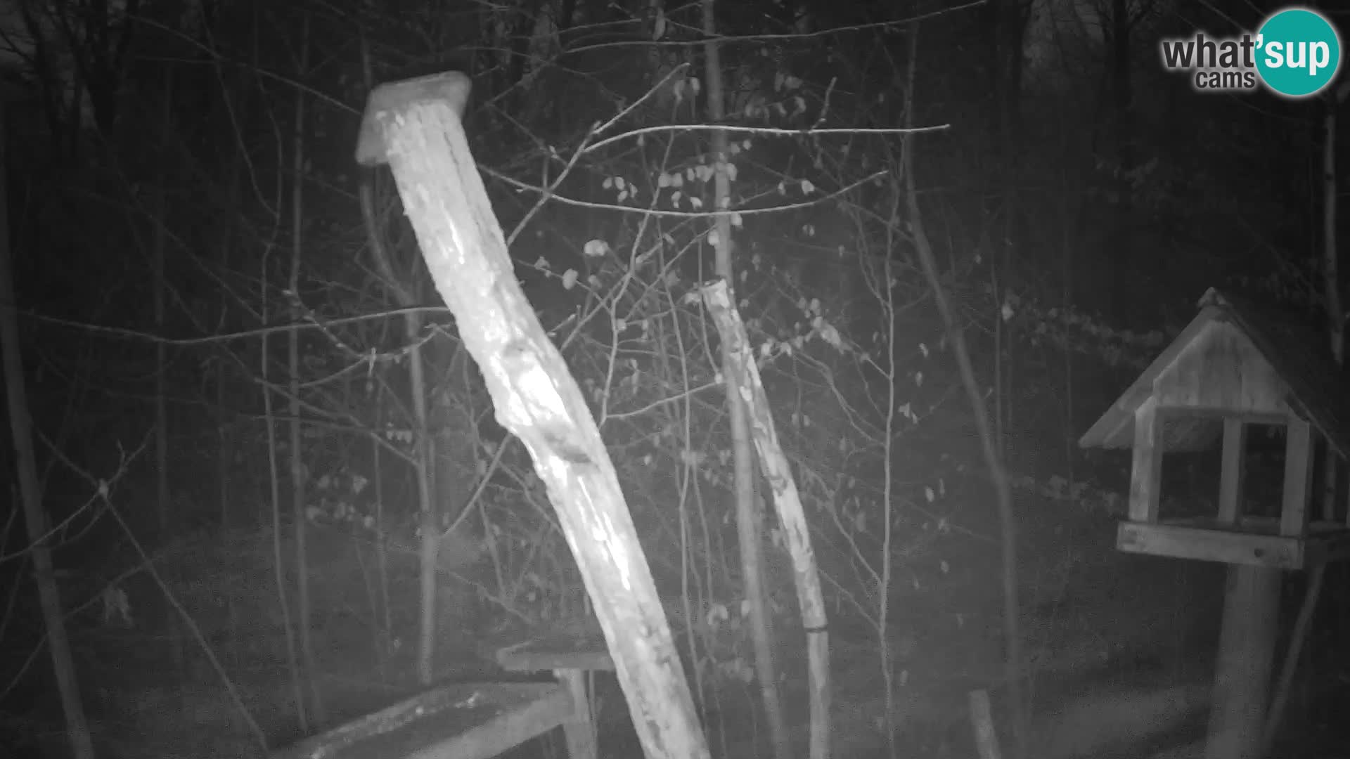 Hranilice za ptice u ZOO web kamera Ljubljana