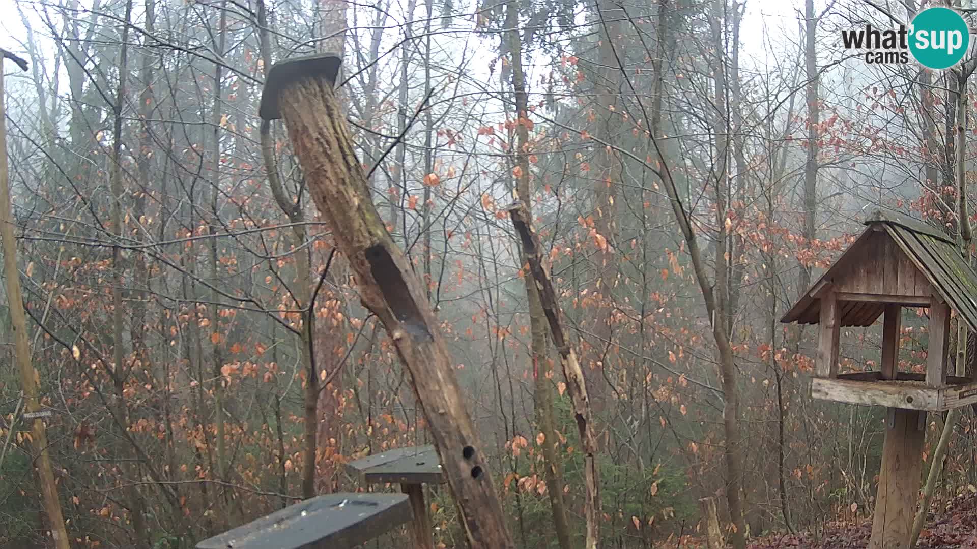 Krmilnice za ptiče v ZOO Ljubljana spletna kamera