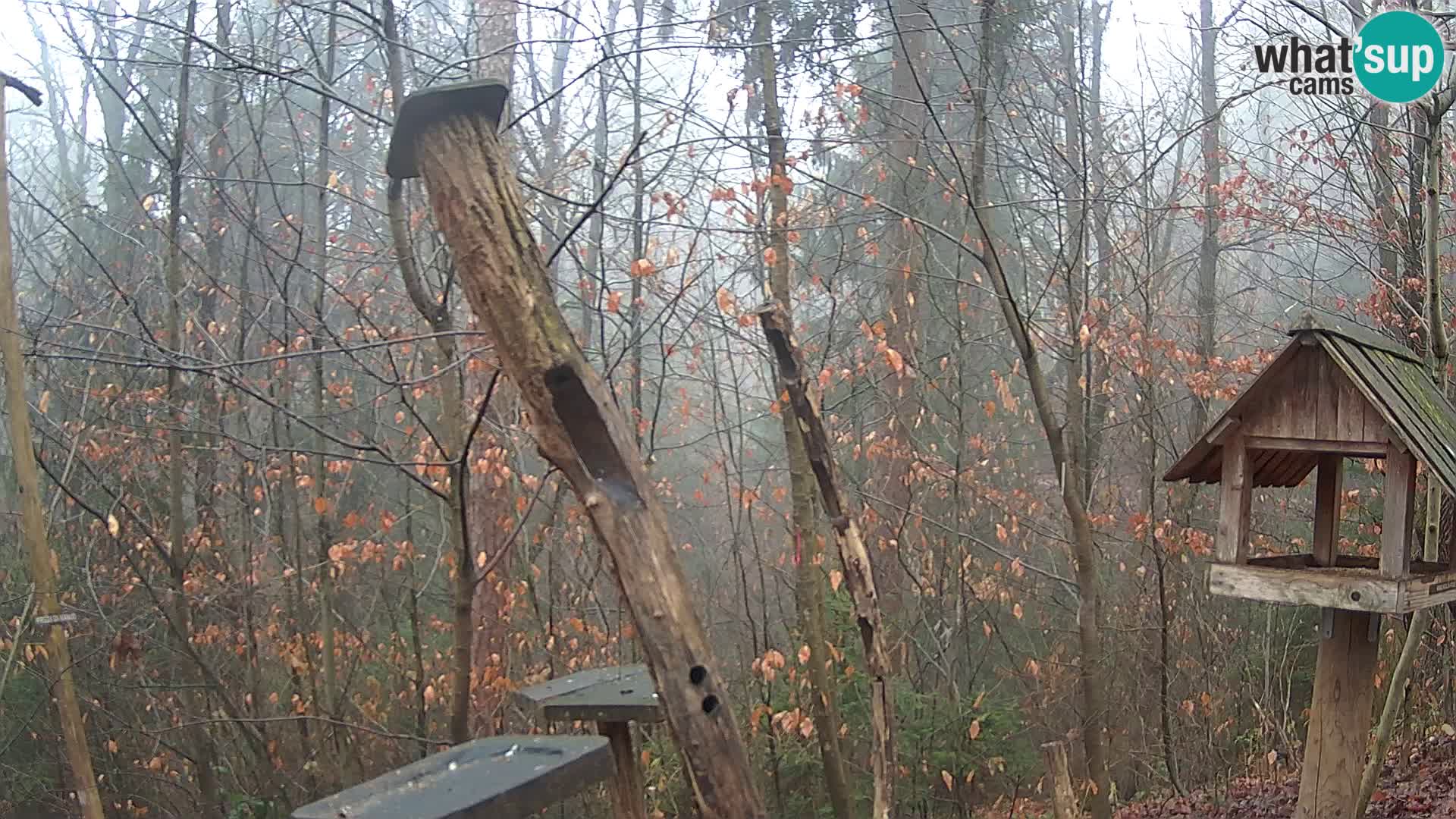 Bird feeders at ZOO Ljubljana webcam