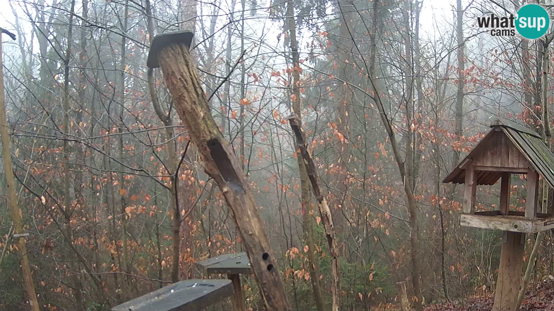 Bird feeders at ZOO Ljubljana webcam