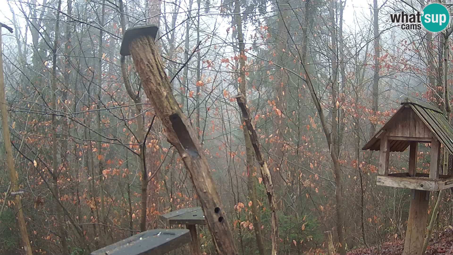 Krmilnice za ptiče v ZOO Ljubljana spletna kamera