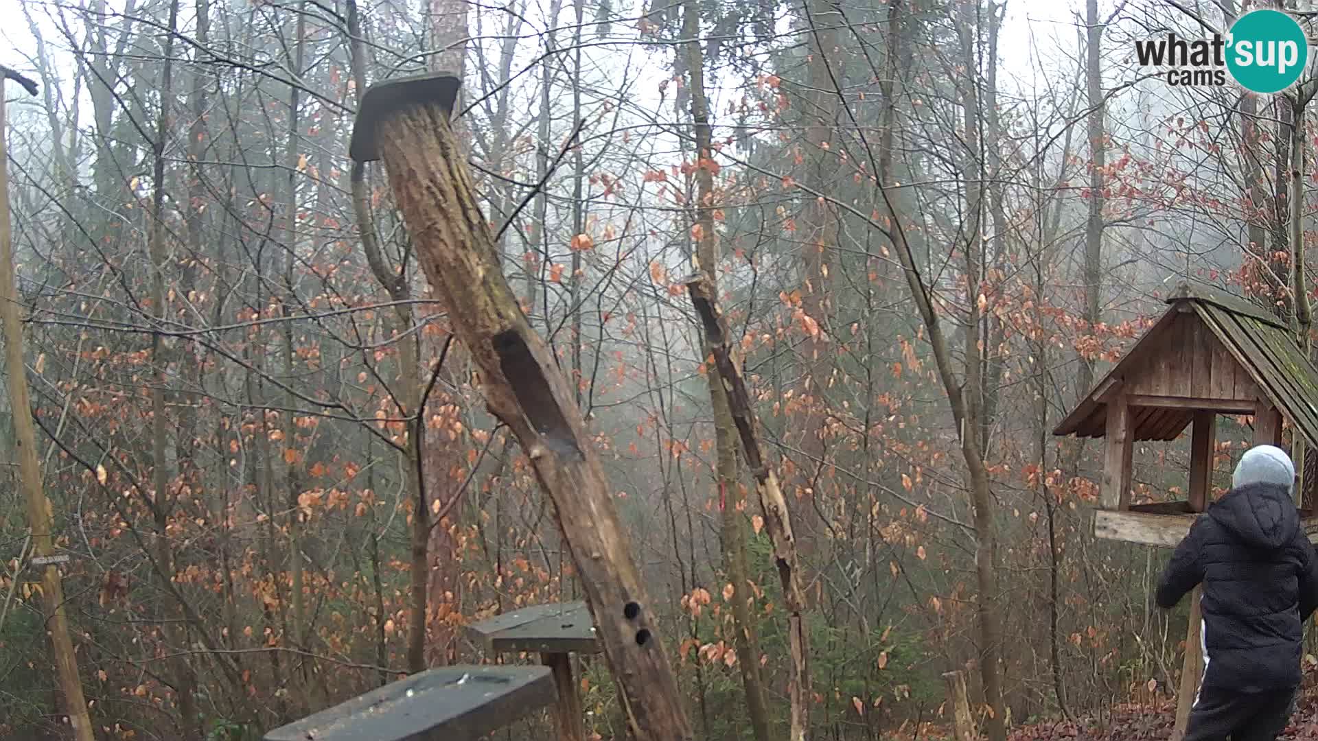 Vogelfutterhäuschen im ZOO webcam Ljubljana