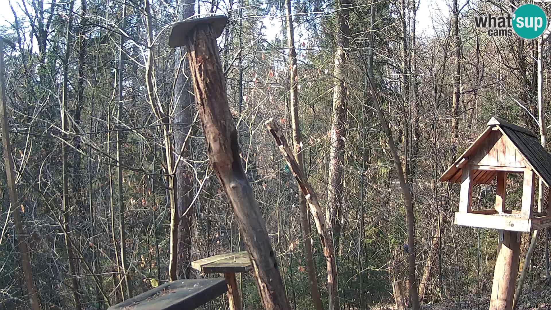 Mangiatoie per uccelli allo ZOO di Lubiana livecam