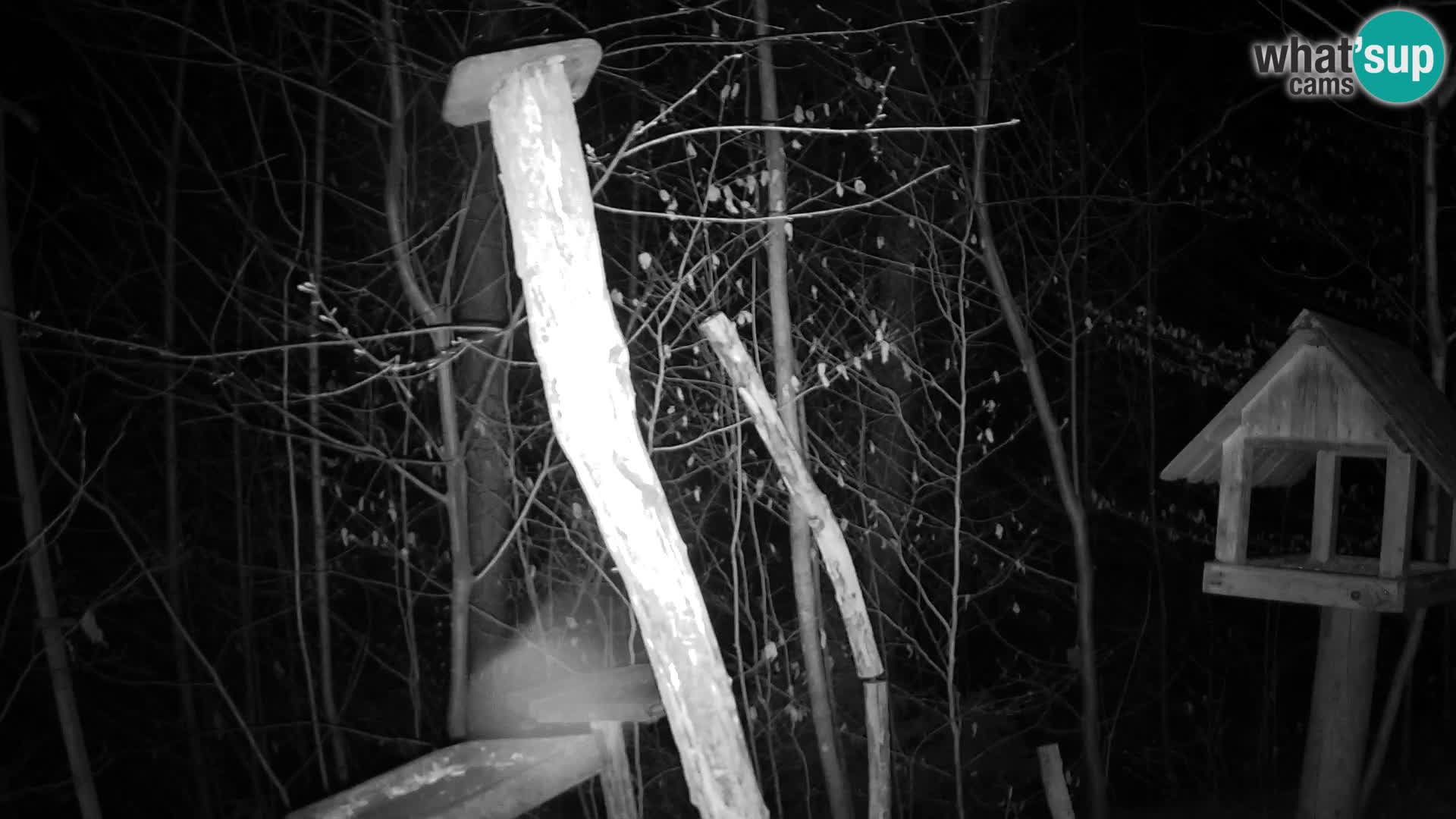 Vogelfutterhäuschen im ZOO webcam Ljubljana