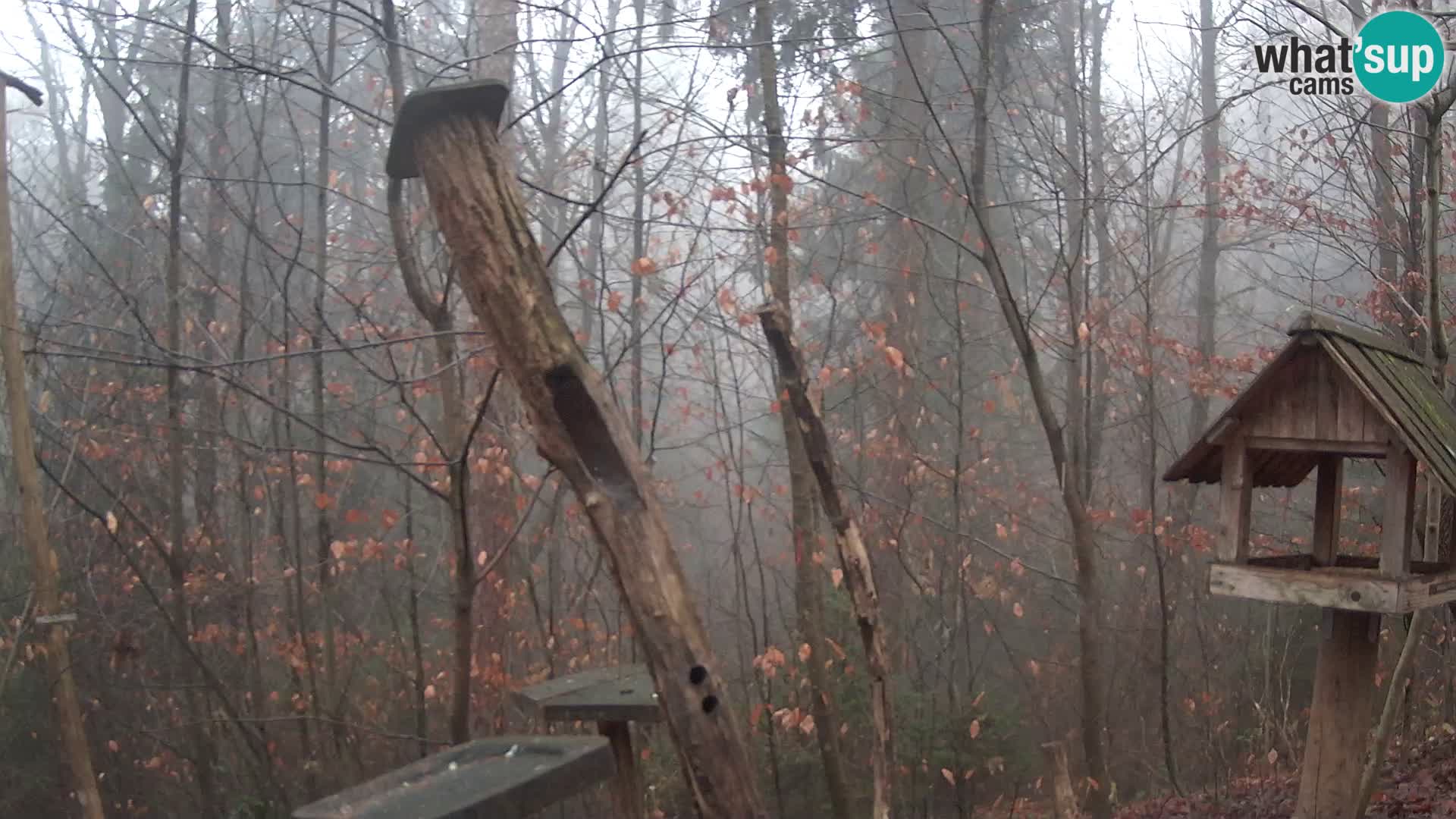 Hranilice za ptice u ZOO web kamera Ljubljana