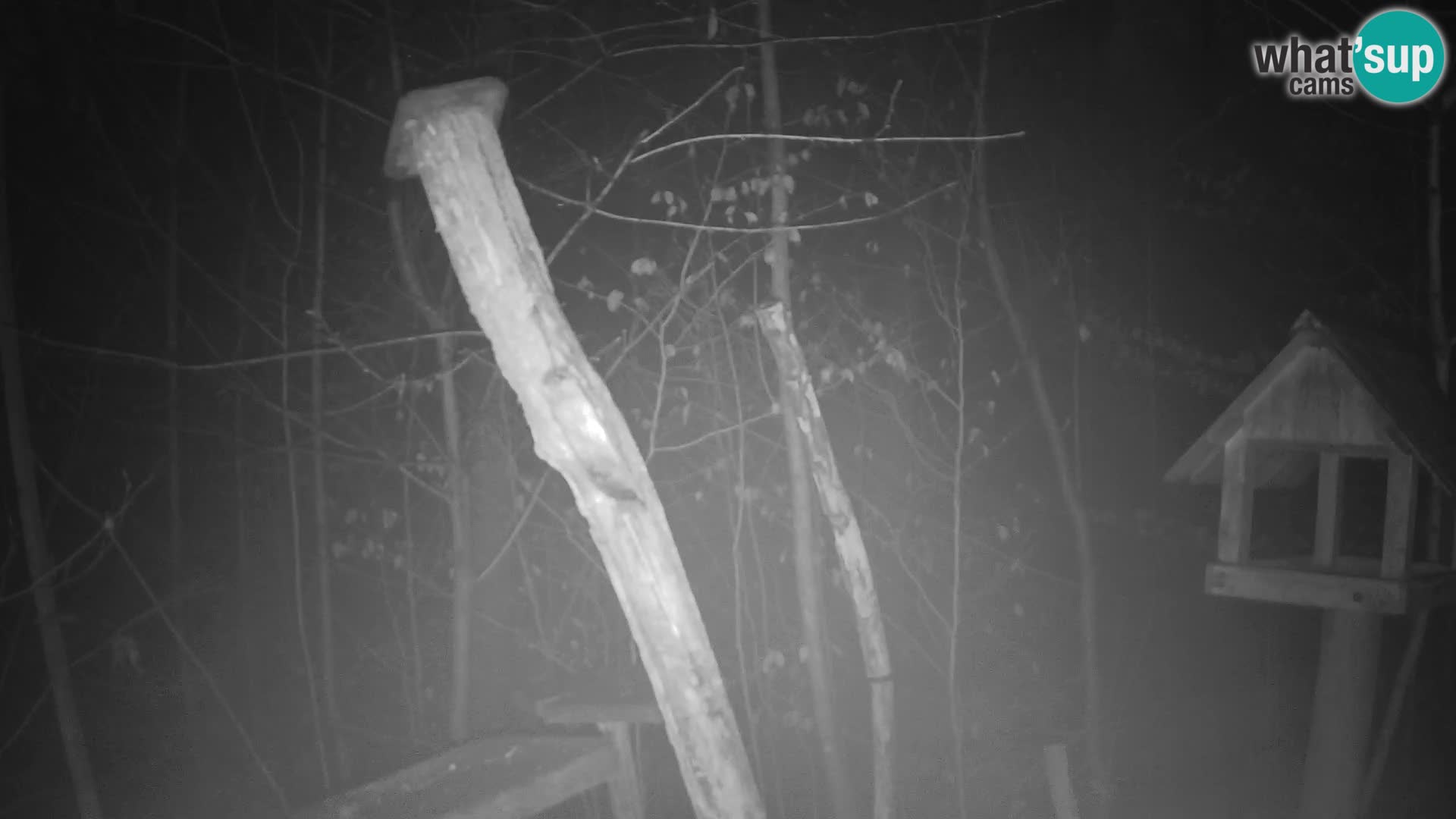 Vogelfutterhäuschen im ZOO webcam Ljubljana