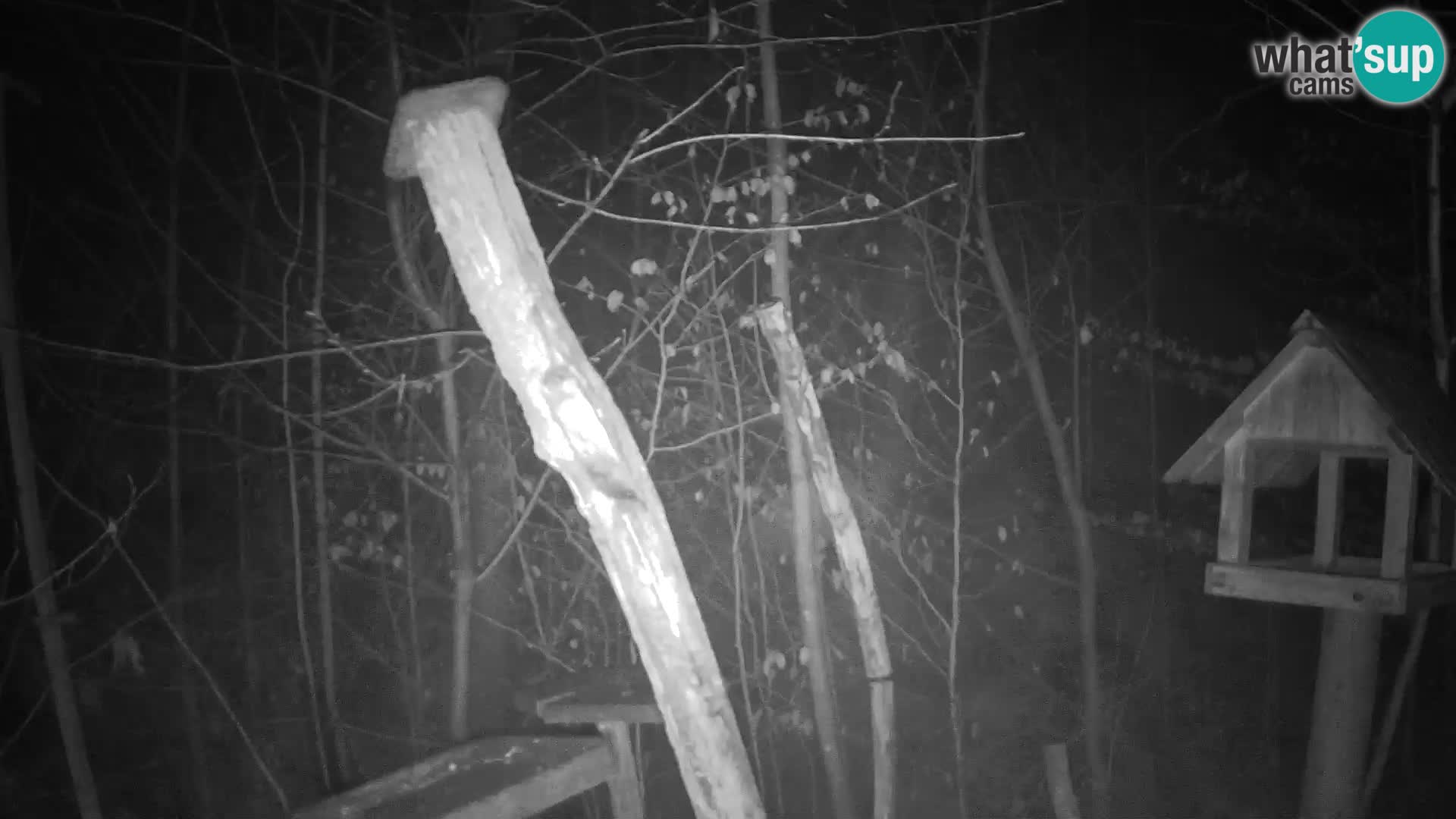 Bird feeders at ZOO Ljubljana webcam