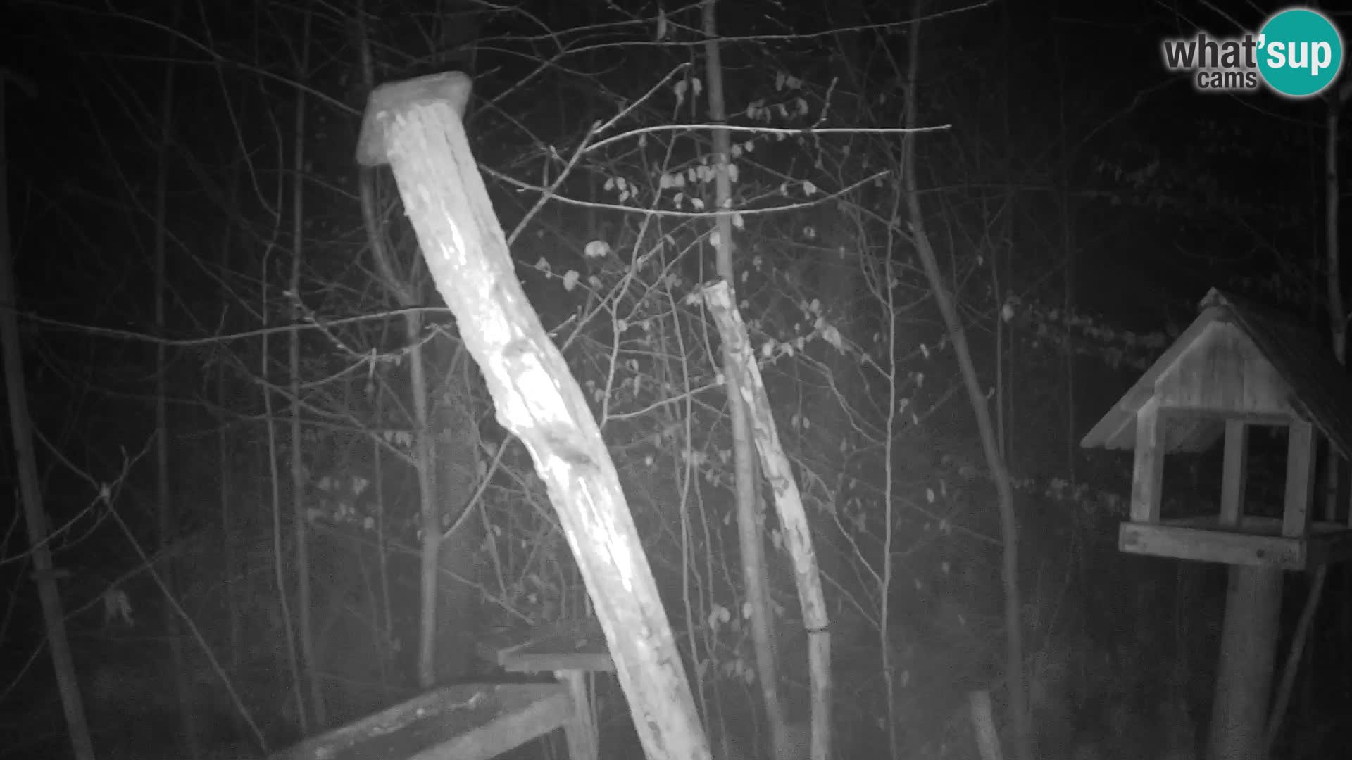 Bird feeders at ZOO Ljubljana webcam