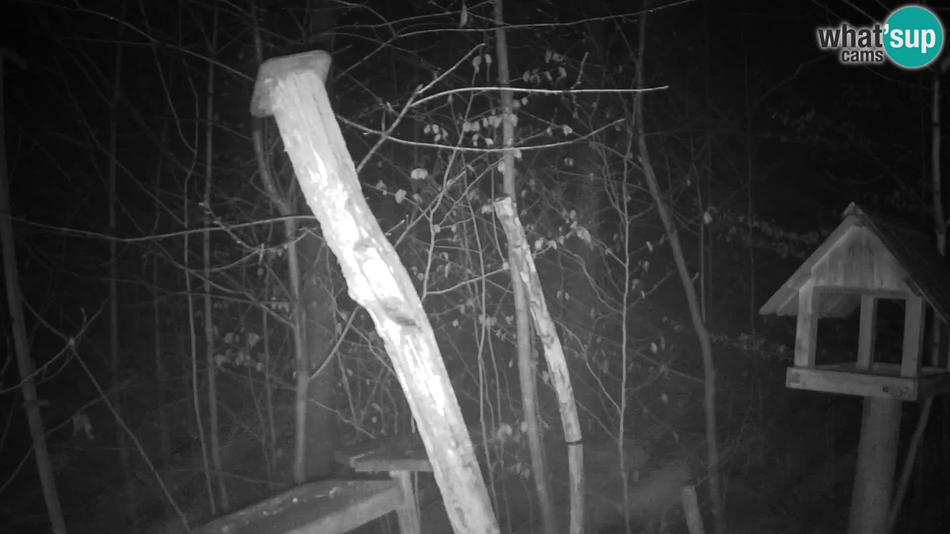 Mangiatoie per uccelli allo ZOO di Lubiana livecam