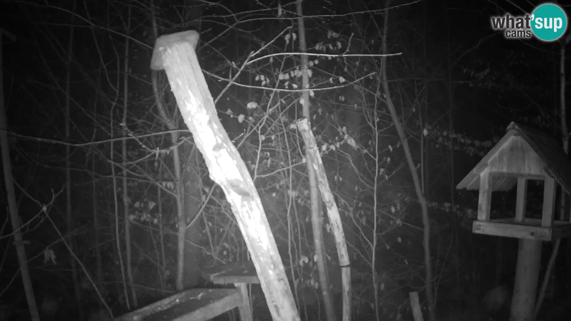 Hranilice za ptice u ZOO web kamera Ljubljana