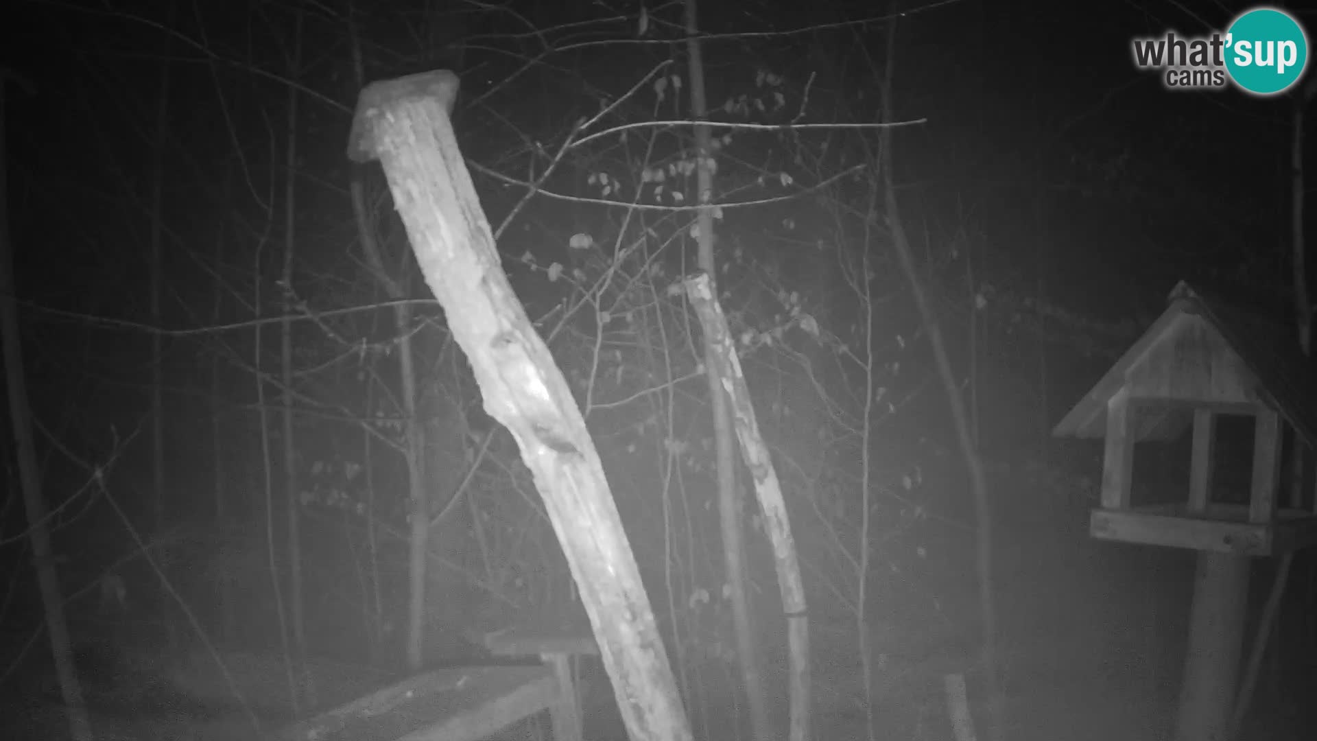 Vogelfutterhäuschen im ZOO webcam Ljubljana