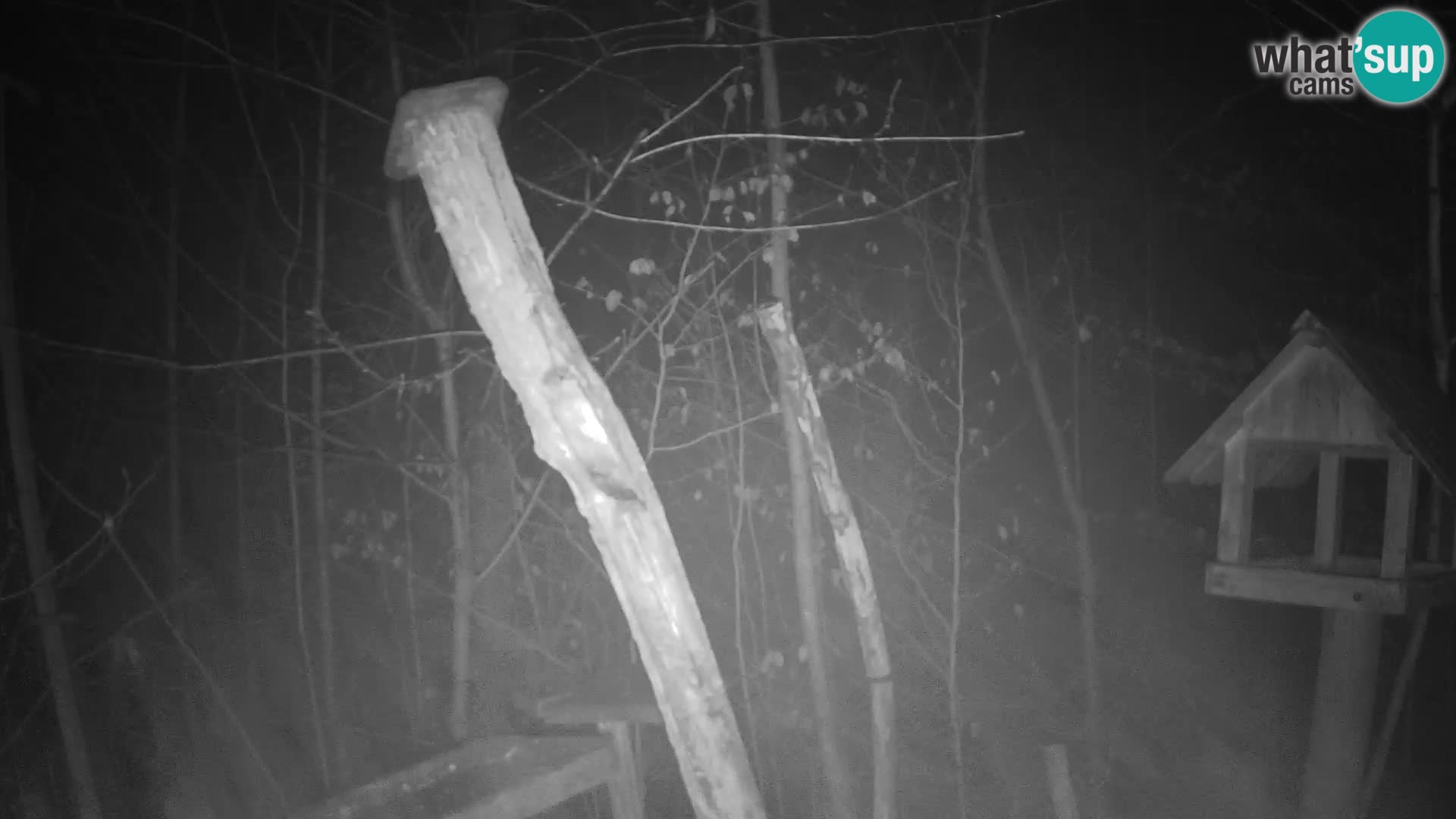 Hranilice za ptice u ZOO web kamera Ljubljana