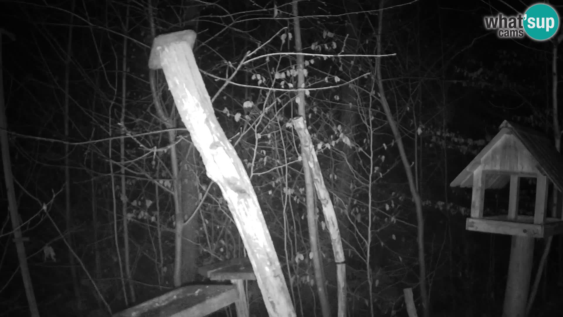 Mangiatoie per uccelli allo ZOO di Lubiana livecam