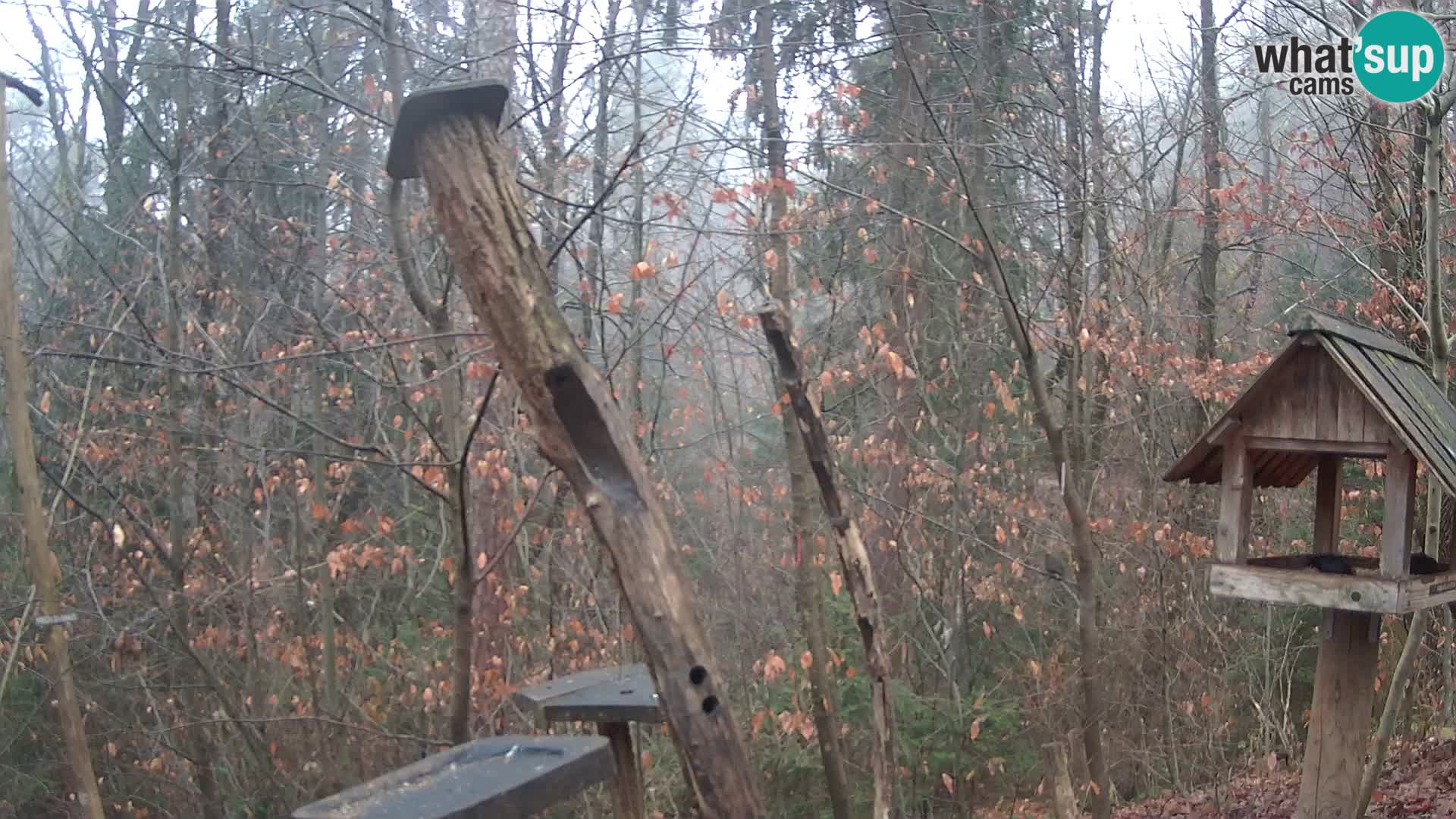 Comederos para pájaros en ZOO Ljubljana camera en vivo