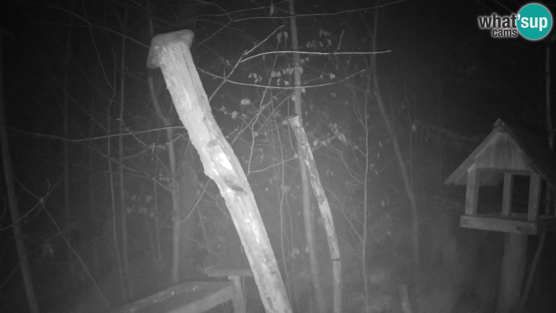 Vogelfutterhäuschen im ZOO webcam Ljubljana