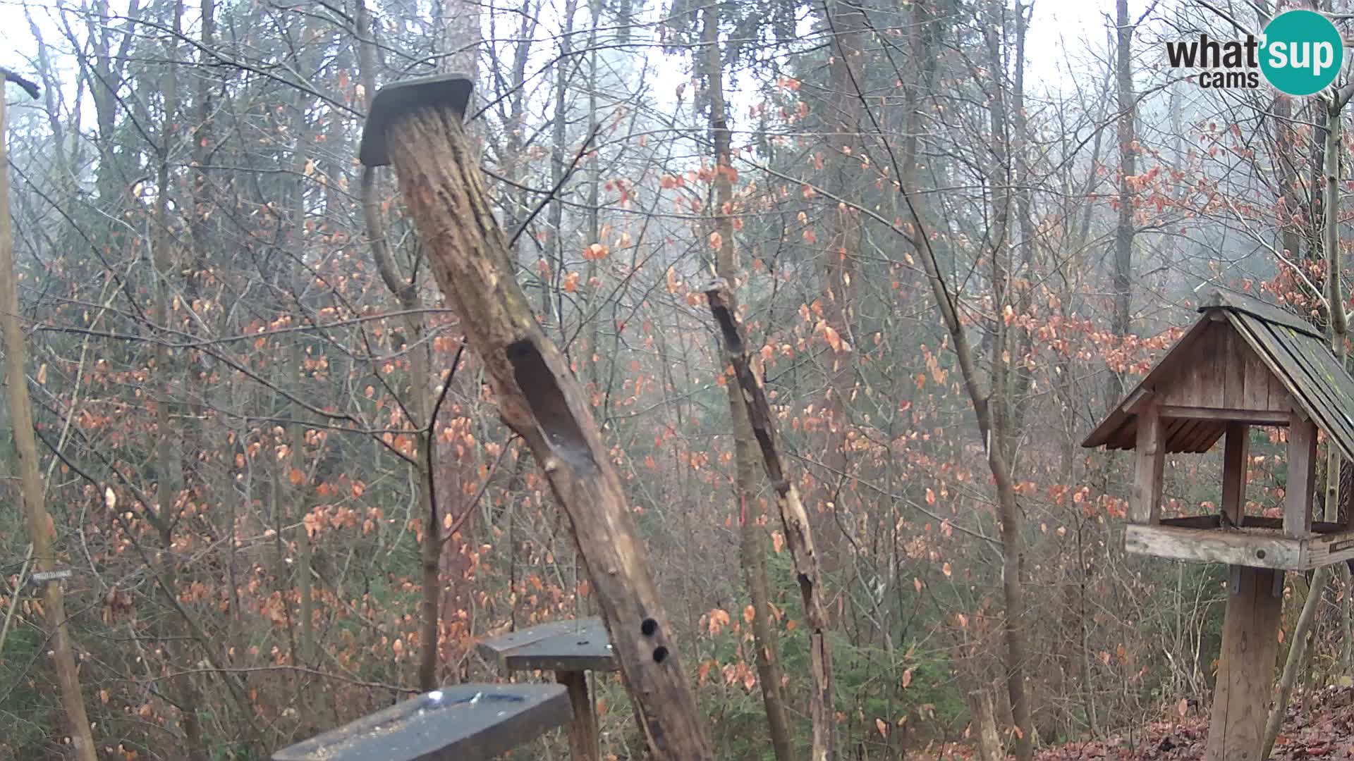 Hranilice za ptice u ZOO web kamera Ljubljana