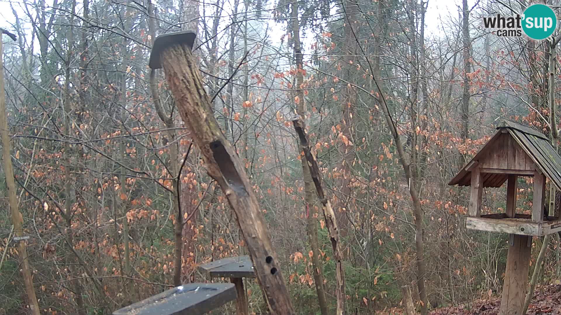 Mangiatoie per uccelli allo ZOO di Lubiana livecam