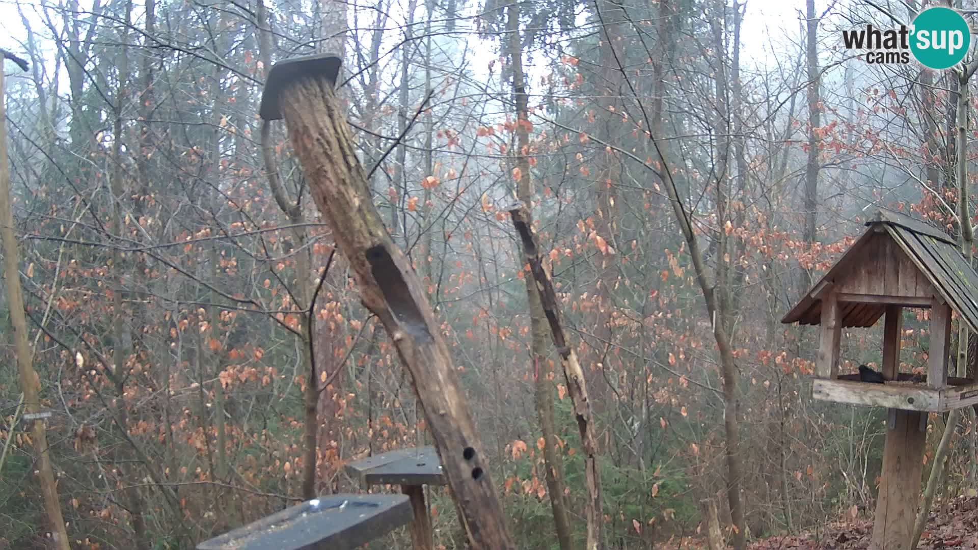 Hranilice za ptice u ZOO web kamera Ljubljana