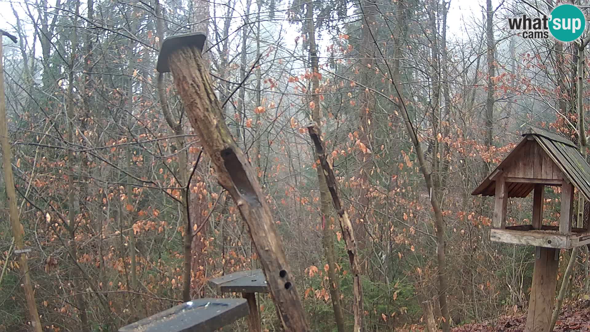 Hranilice za ptice u ZOO web kamera Ljubljana