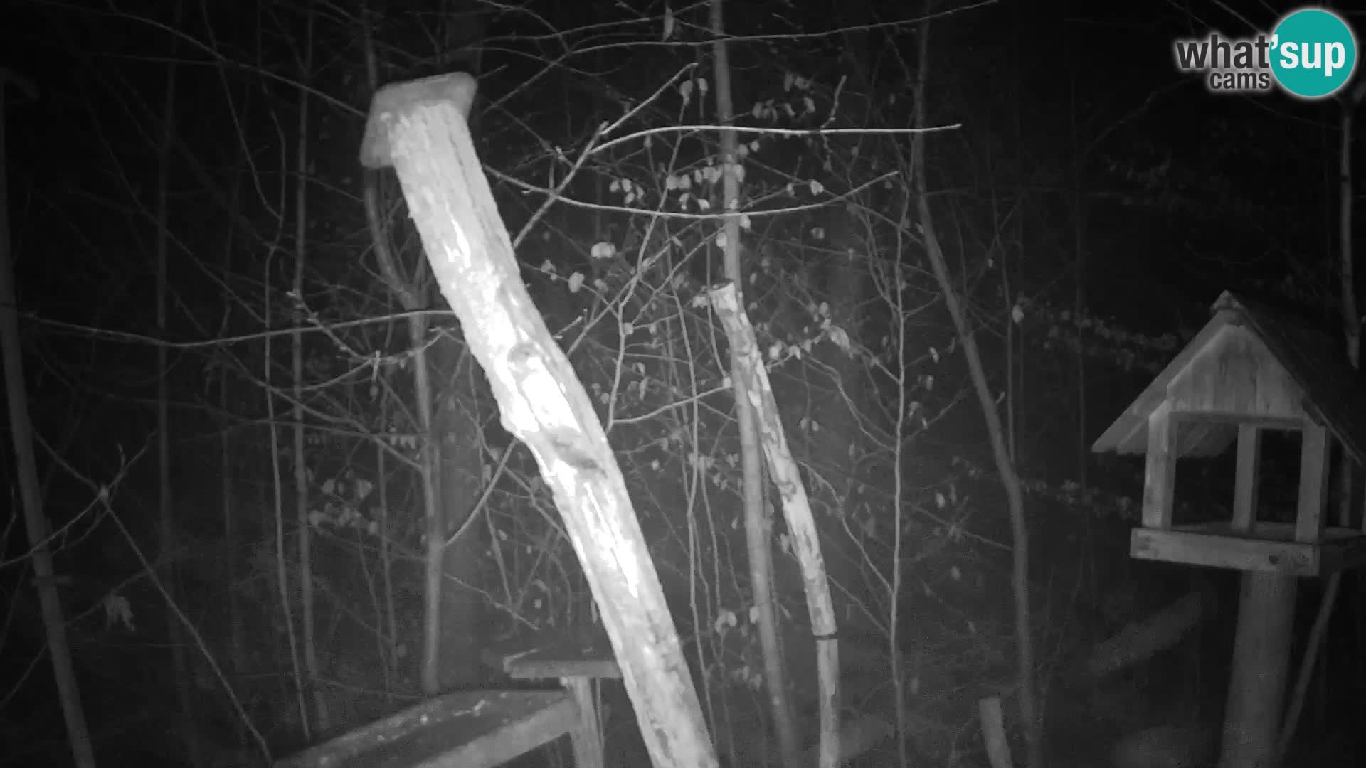 Krmilnice za ptiče v ZOO Ljubljana spletna kamera