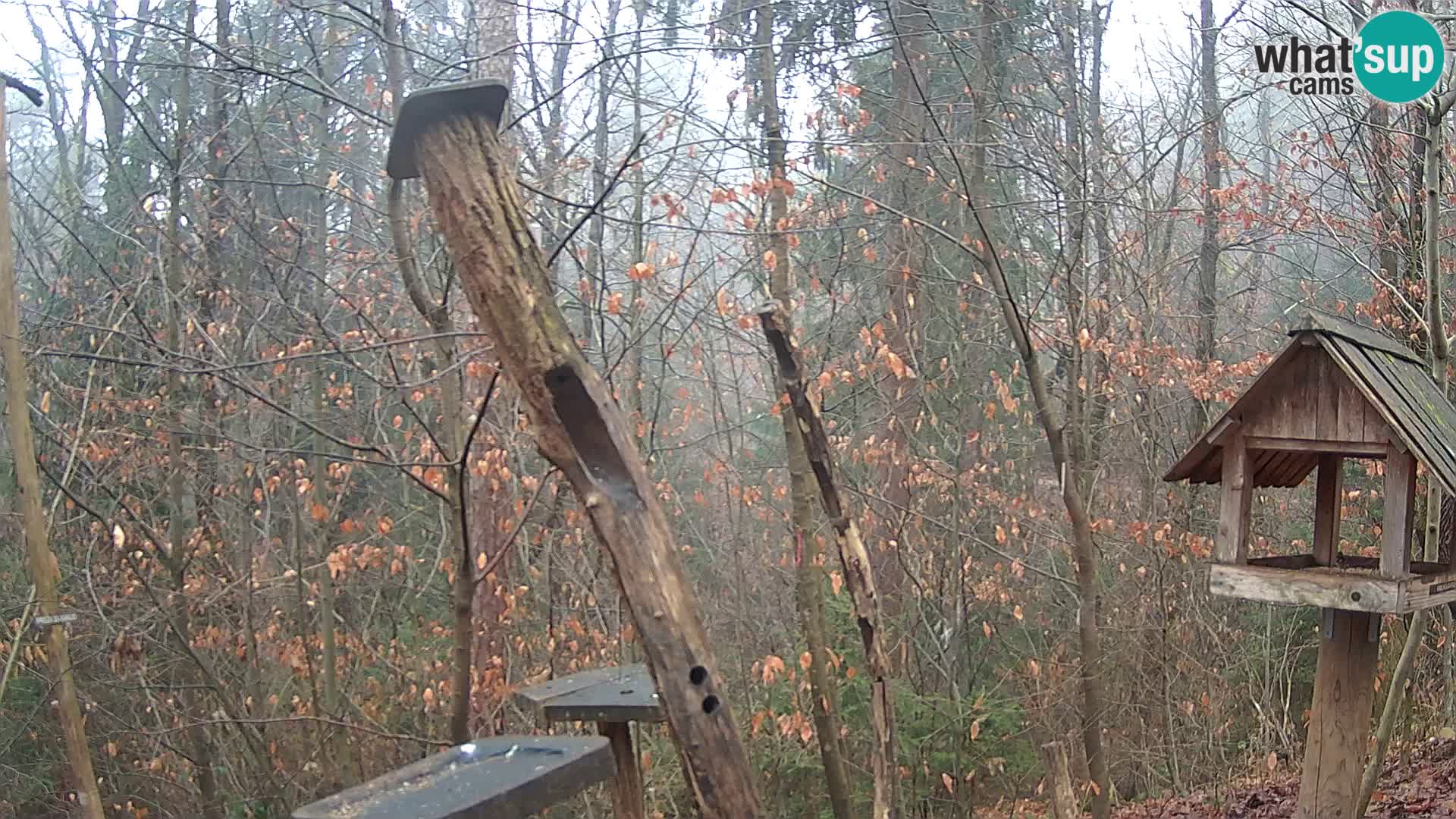 Comederos para pájaros en ZOO Ljubljana camera en vivo