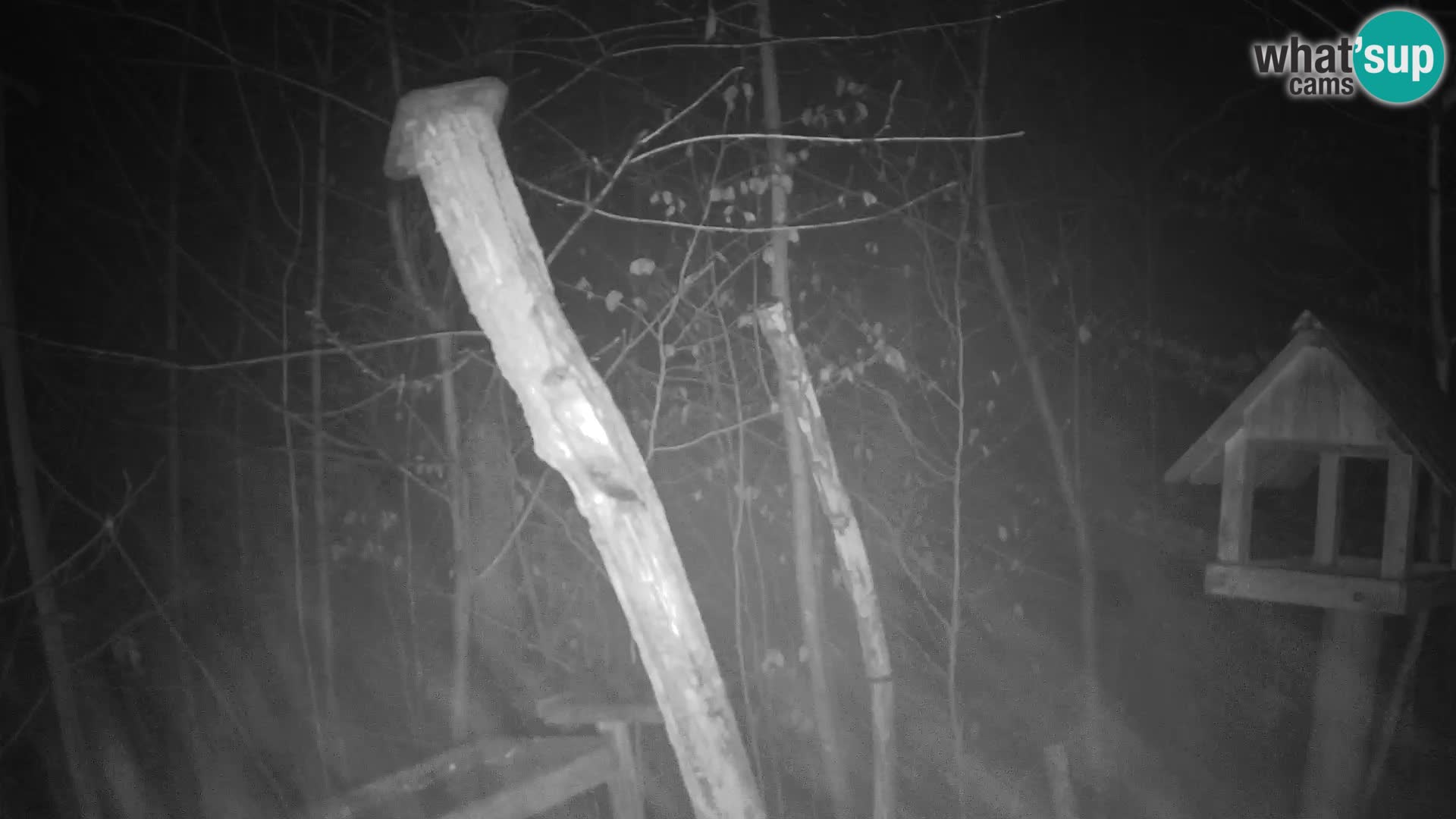 Comederos para pájaros en ZOO Ljubljana camera en vivo