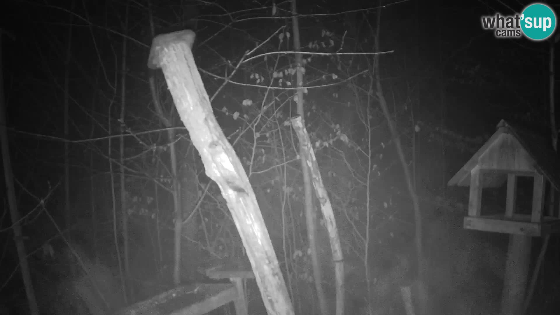 Krmilnice za ptiče v ZOO Ljubljana spletna kamera