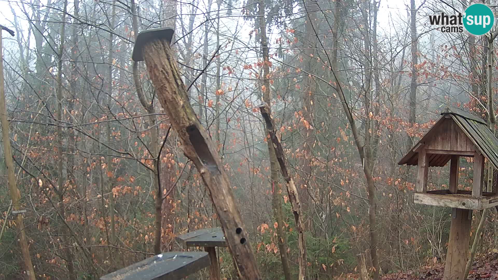 Bird feeders at ZOO Ljubljana webcam