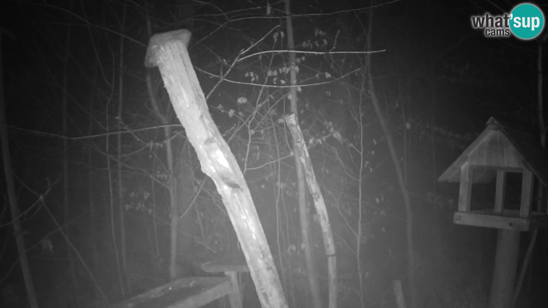 Mangeoires pour oiseaux au ZOO live webcam Ljubljana