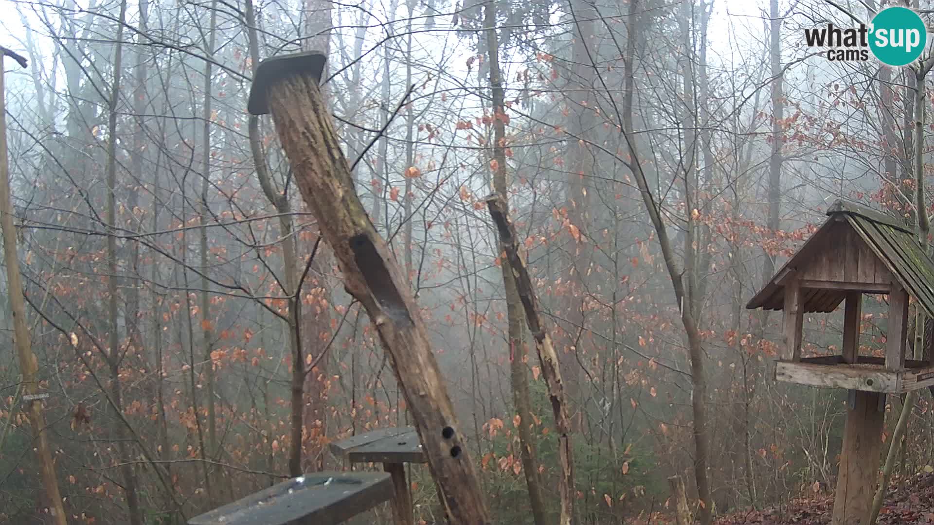 Bird feeders at ZOO Ljubljana webcam