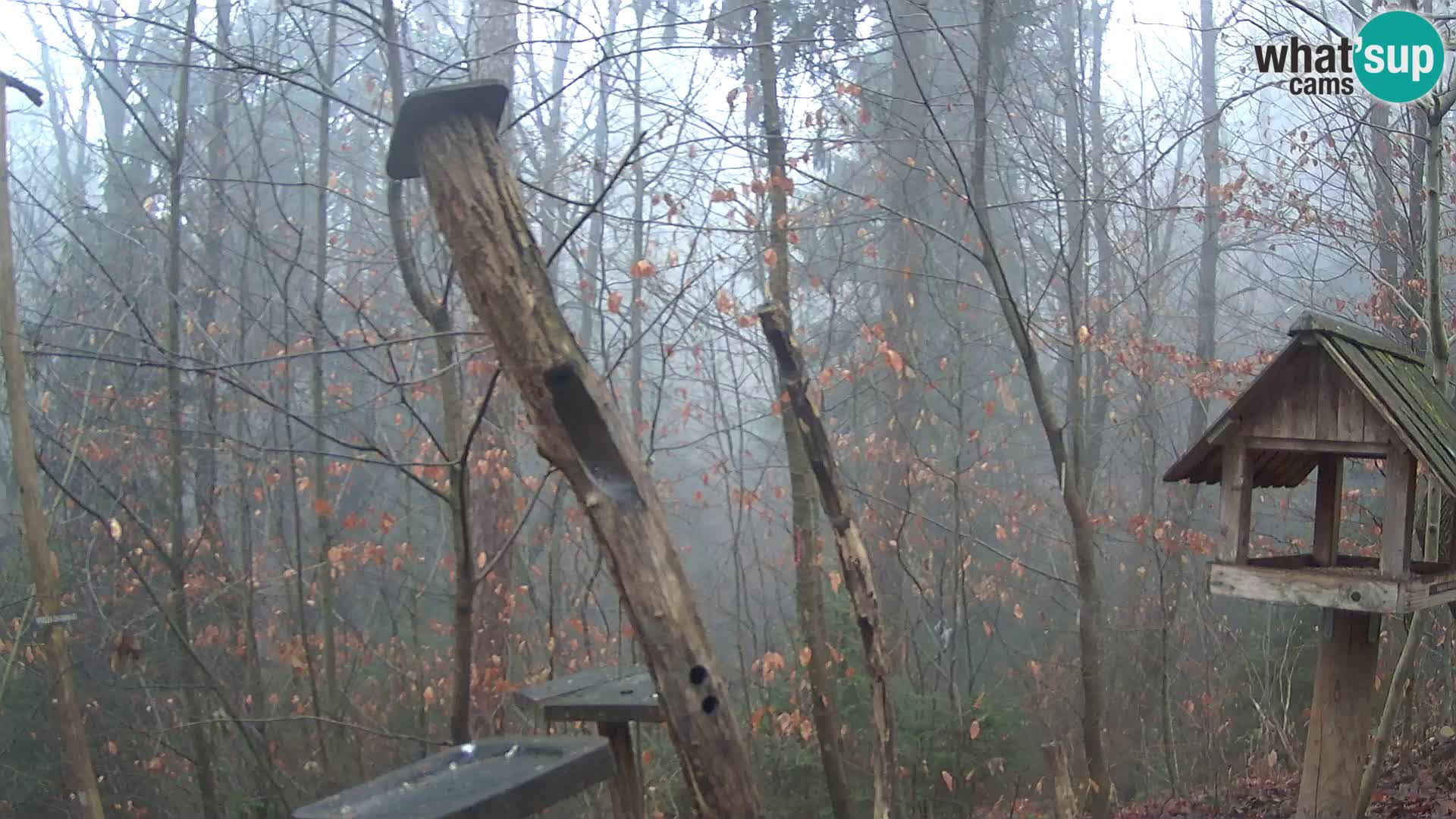 Mangiatoie per uccelli allo ZOO di Lubiana livecam