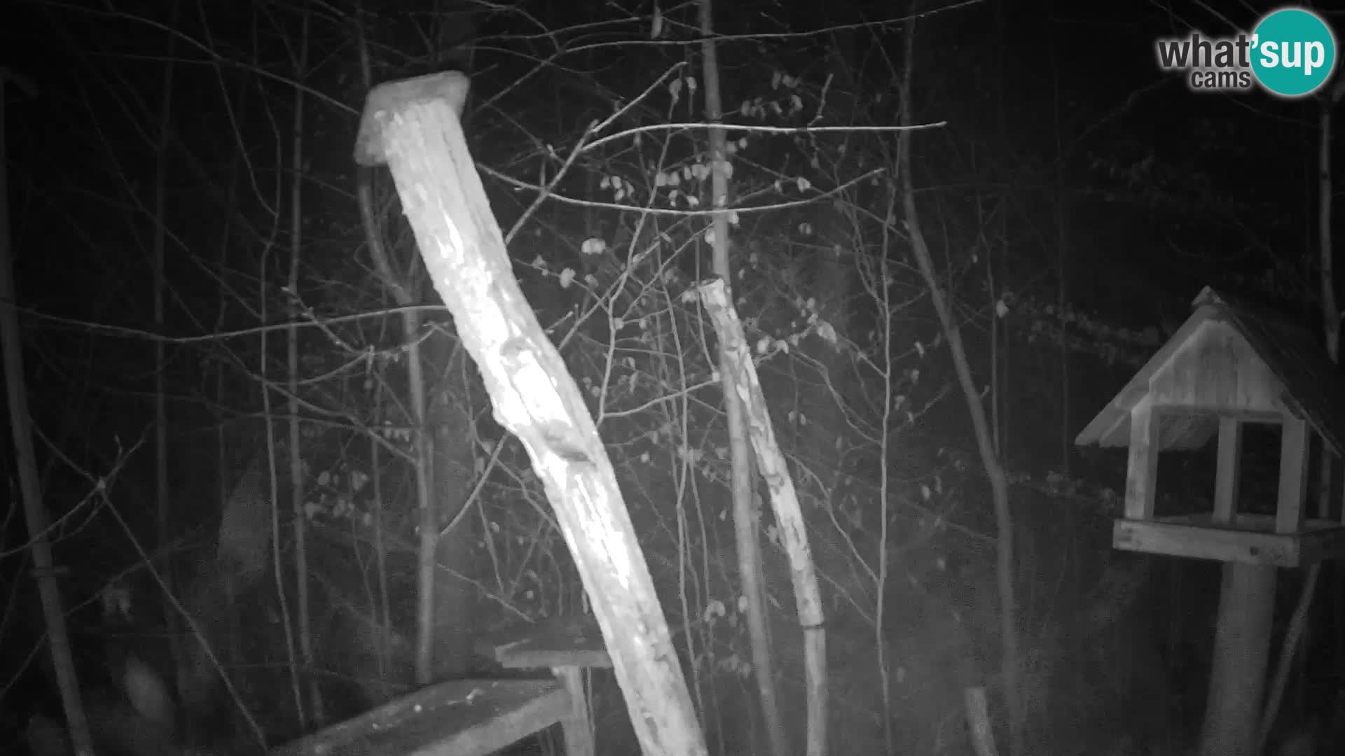 Mangeoires pour oiseaux au ZOO live webcam Ljubljana