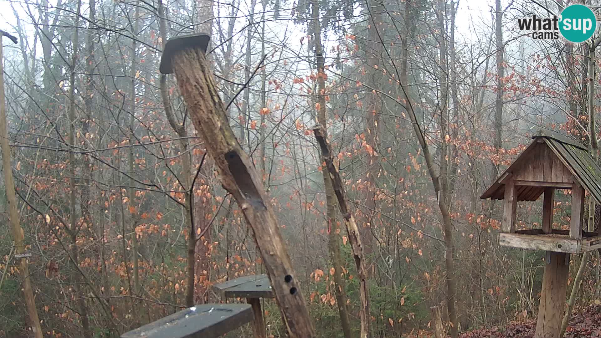 Hranilice za ptice u ZOO web kamera Ljubljana