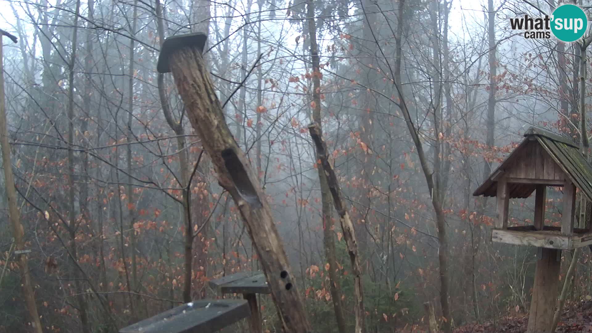 Bird feeders at ZOO Ljubljana webcam