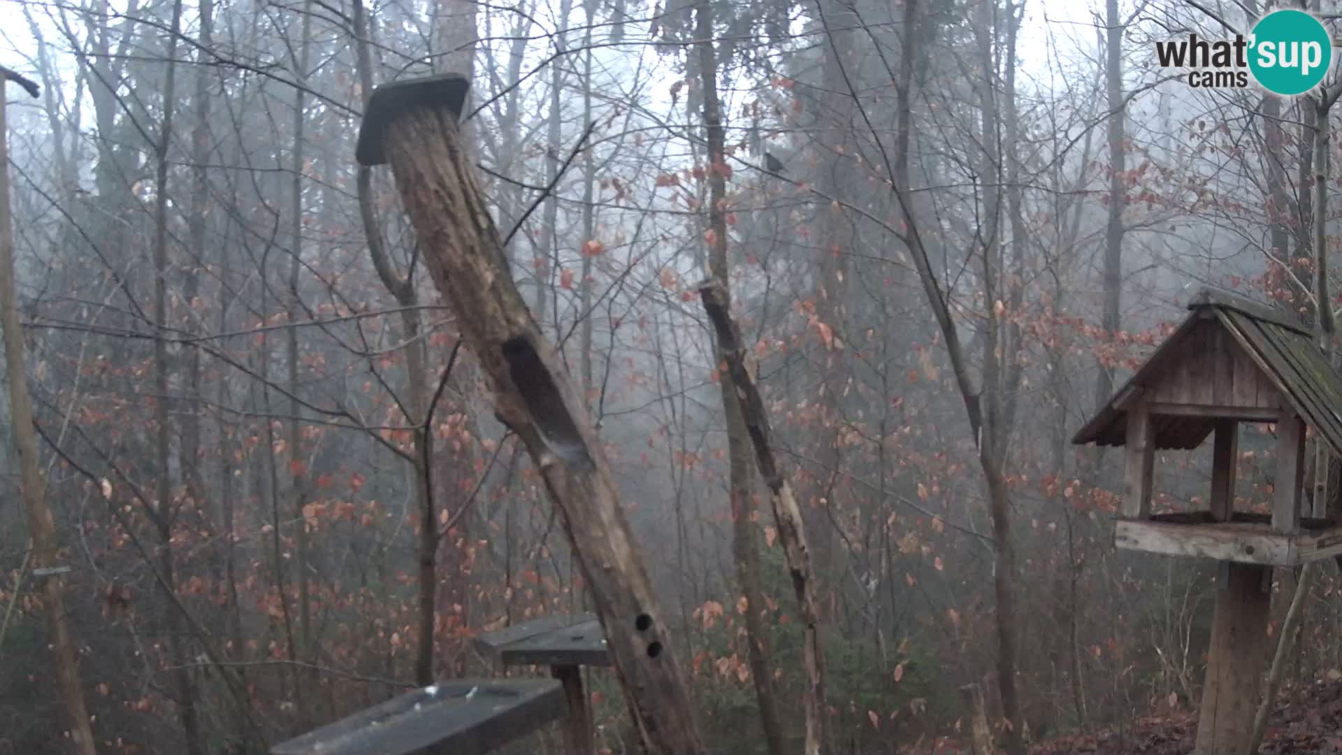 Mangiatoie per uccelli allo ZOO di Lubiana livecam