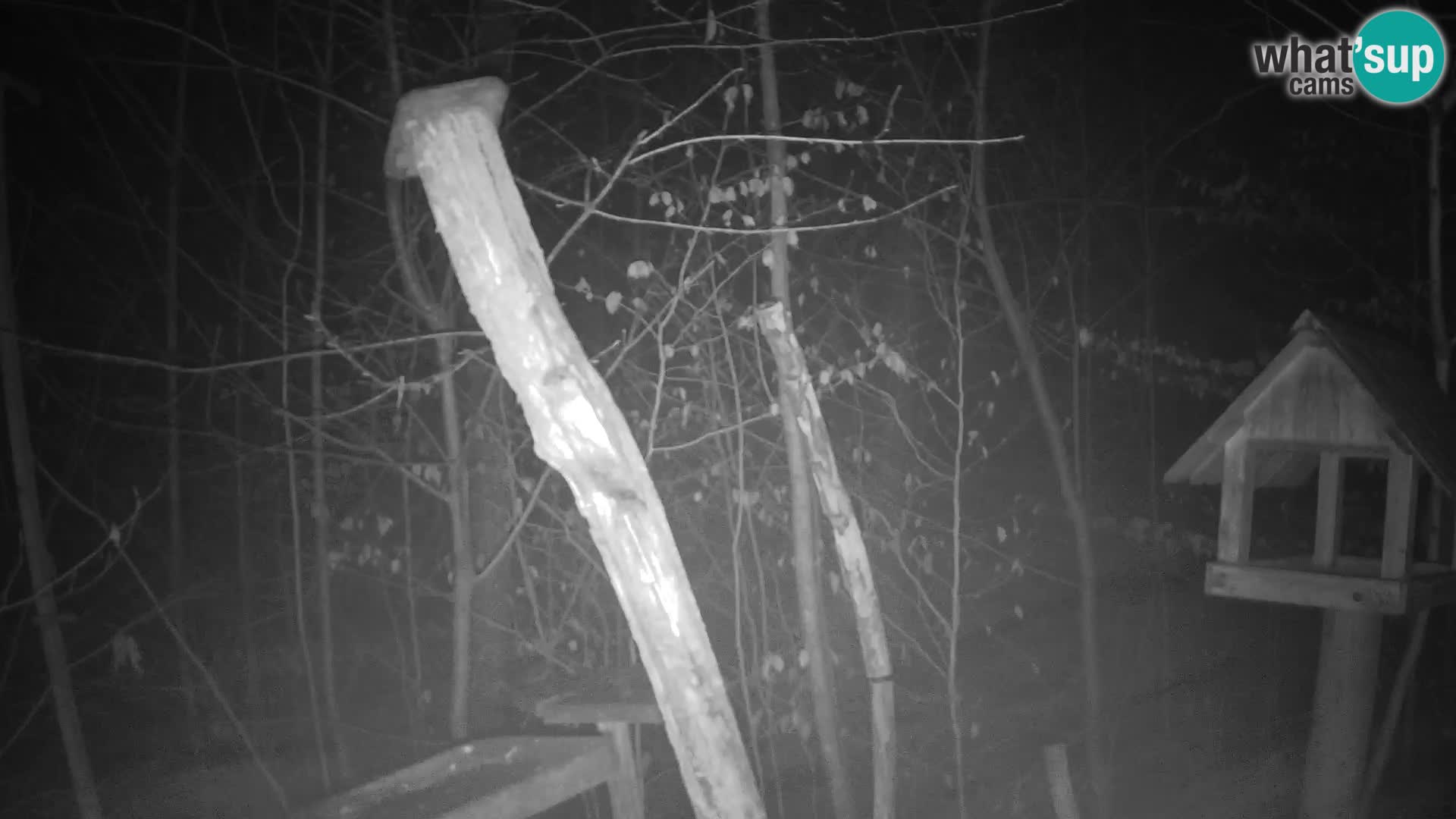 Bird feeders at ZOO Ljubljana webcam