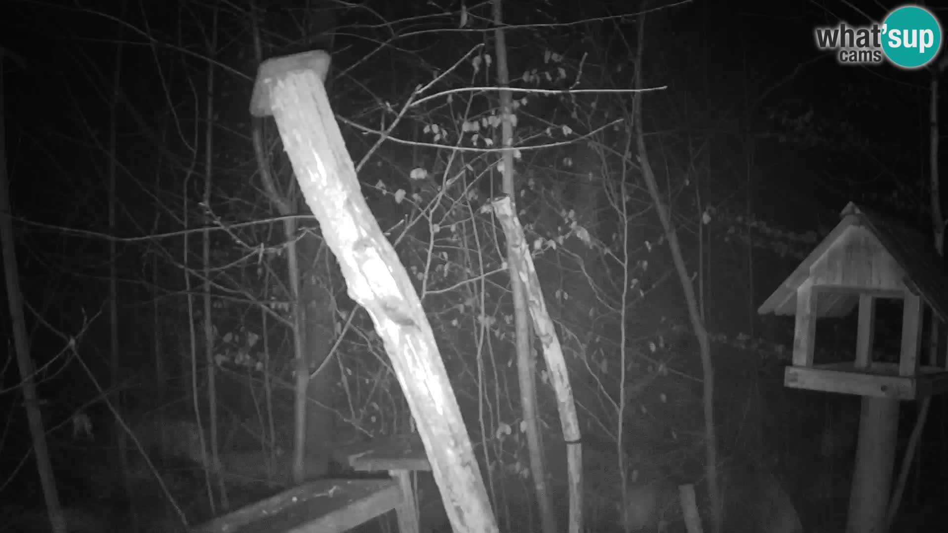 Hranilice za ptice u ZOO web kamera Ljubljana