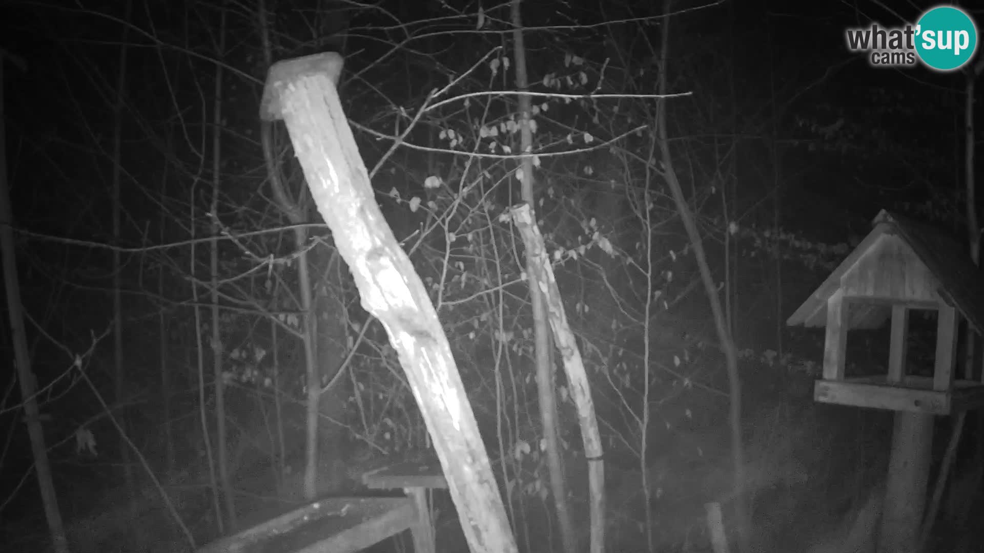 Vogelfutterhäuschen im ZOO webcam Ljubljana