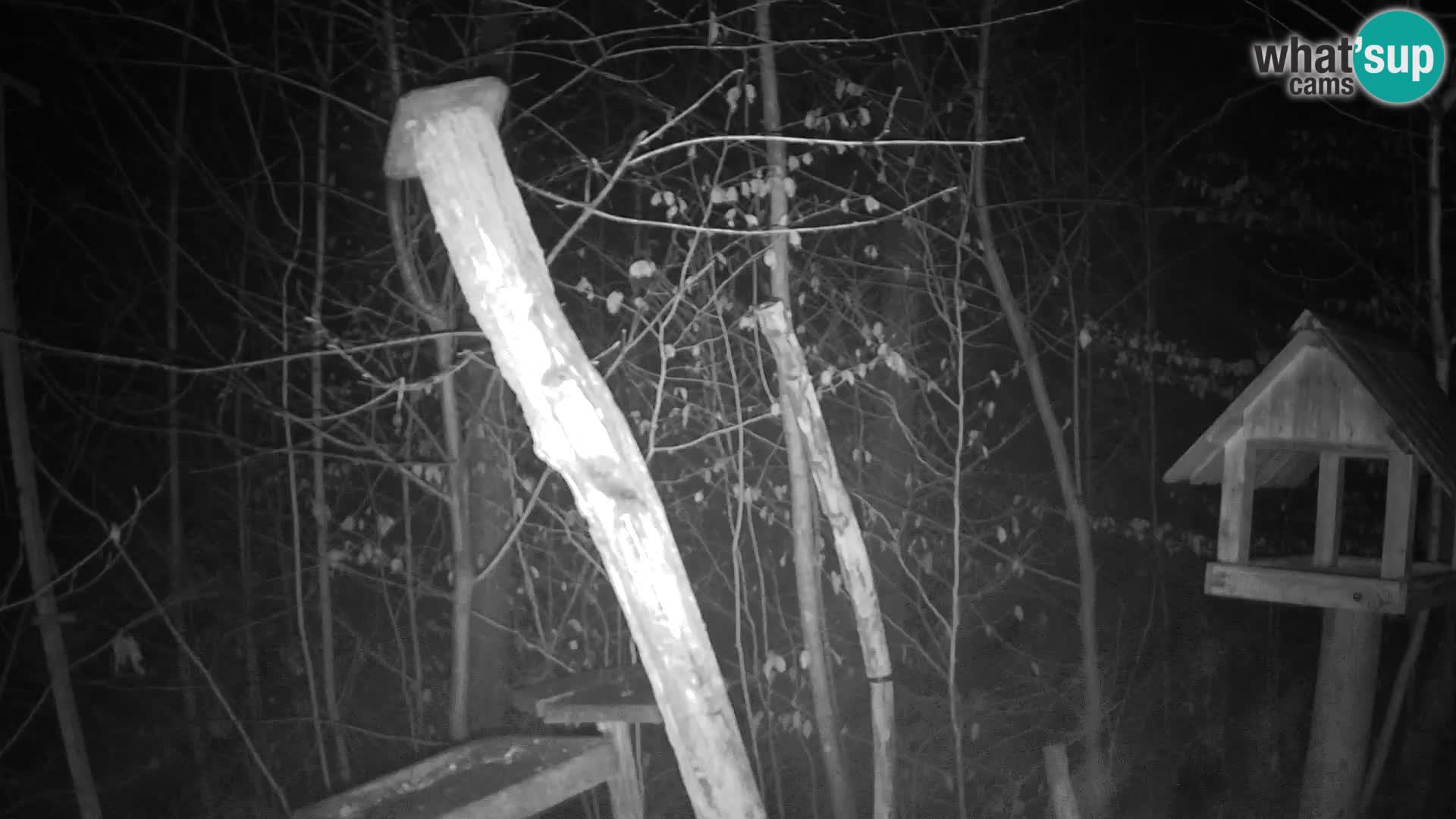 Mangiatoie per uccelli allo ZOO di Lubiana livecam