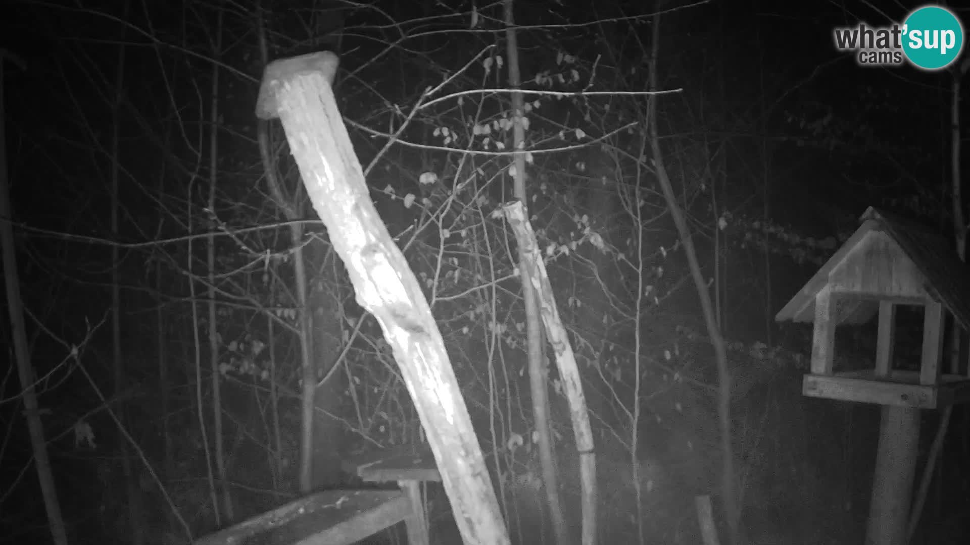 Hranilice za ptice u ZOO web kamera Ljubljana