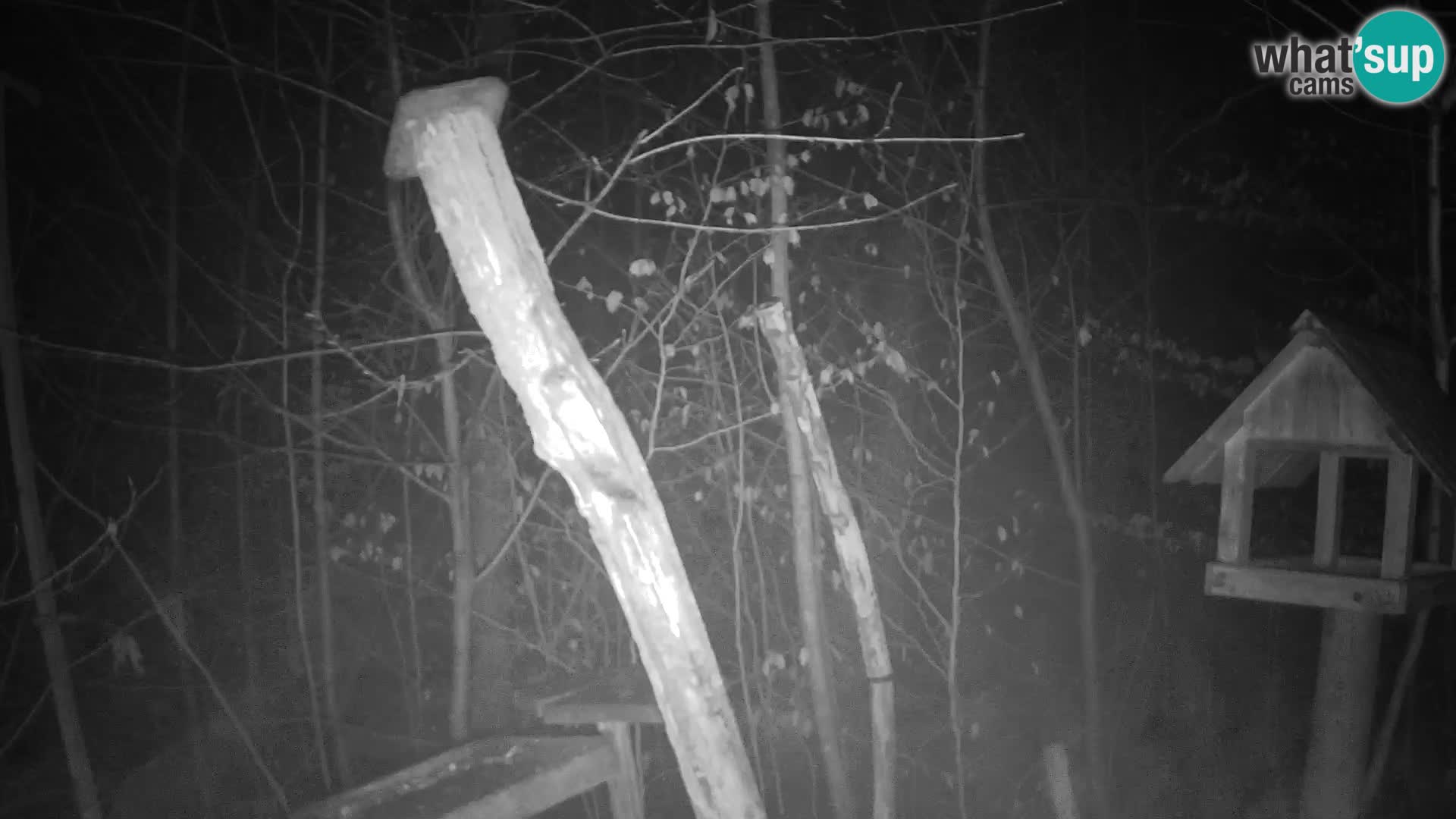 Mangeoires pour oiseaux au ZOO live webcam Ljubljana