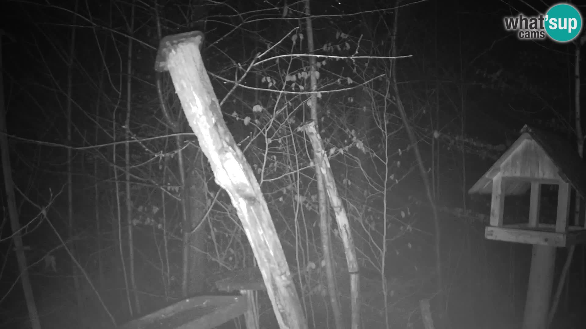 Bird feeders at ZOO Ljubljana webcam