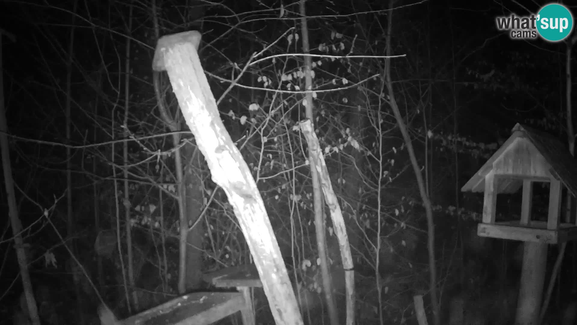 Hranilice za ptice u ZOO web kamera Ljubljana