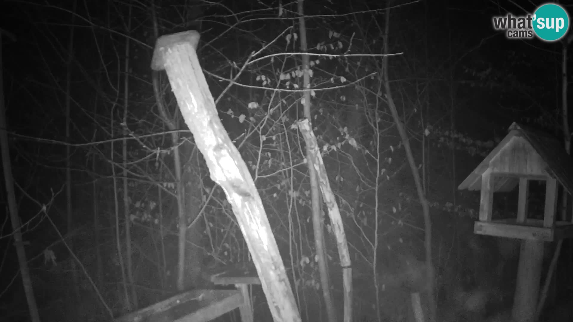 Bird feeders at ZOO Ljubljana webcam