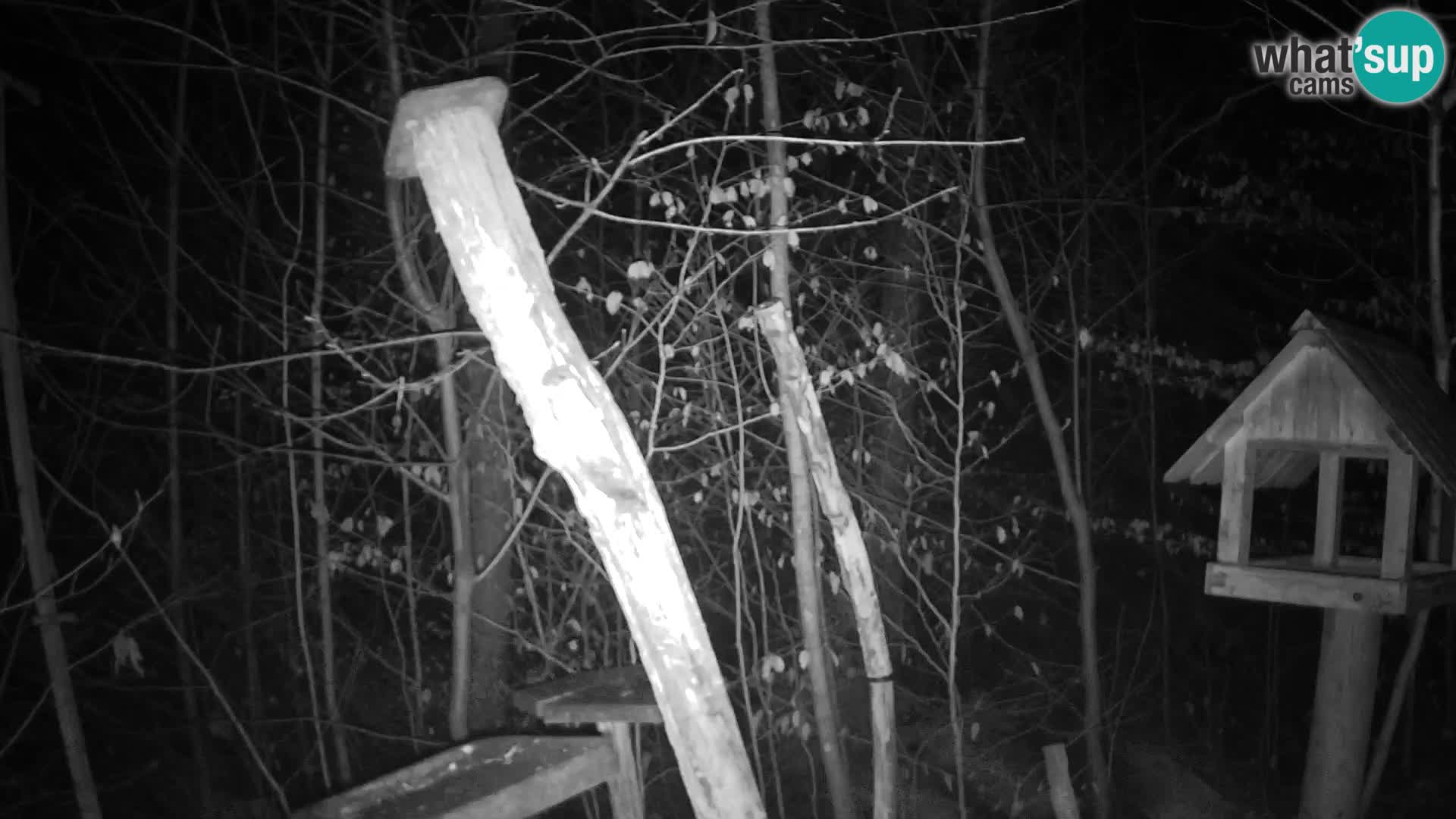 Mangiatoie per uccelli allo ZOO di Lubiana livecam